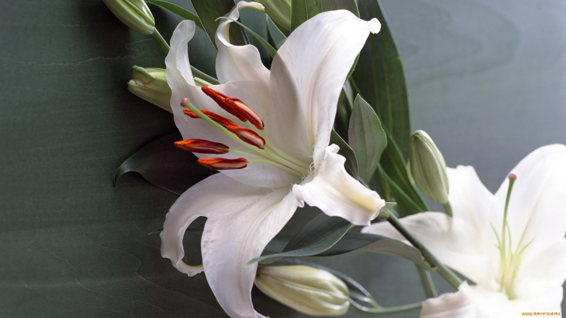 цветы, лилии, лилейники