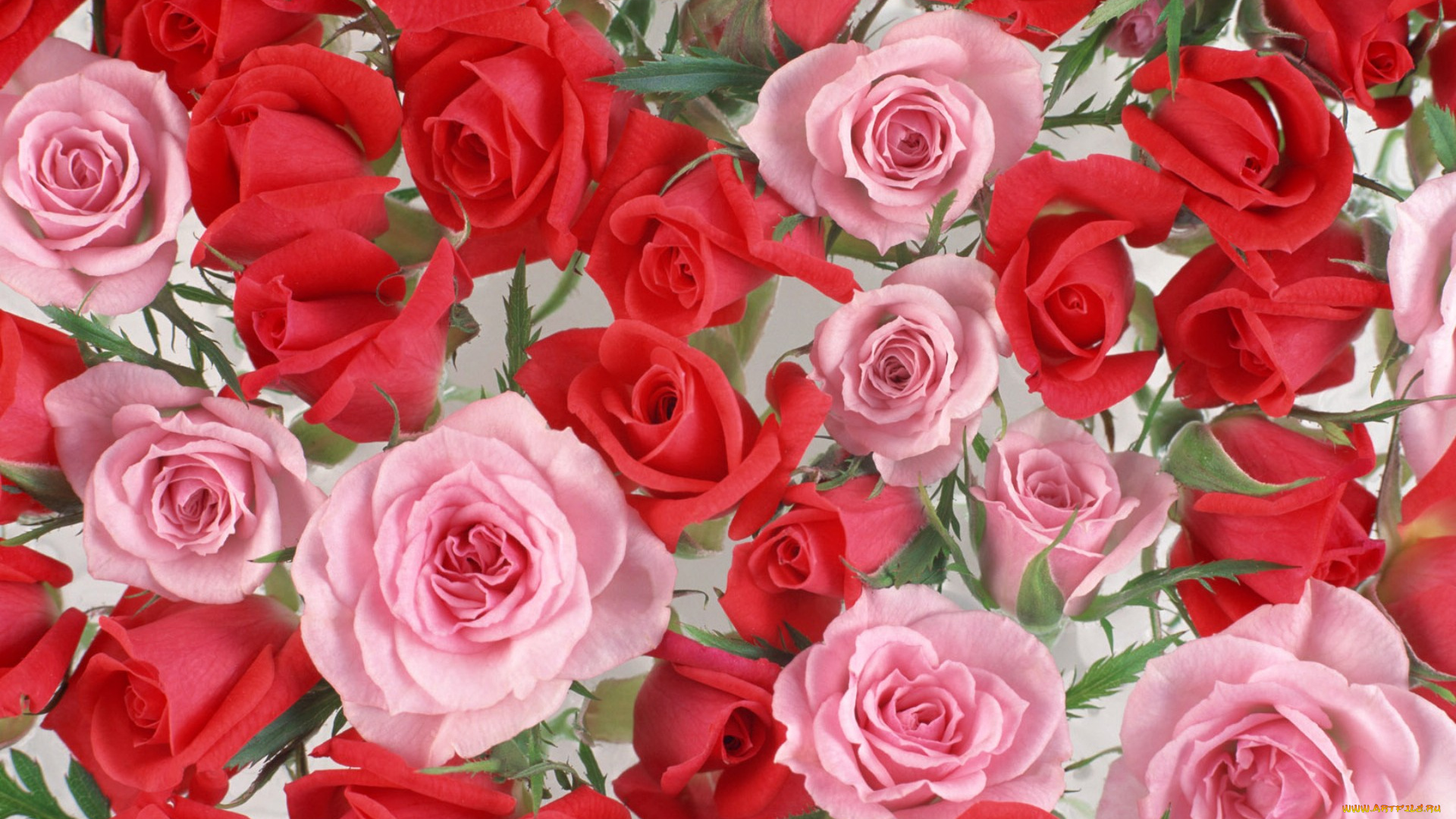 цветы, розы