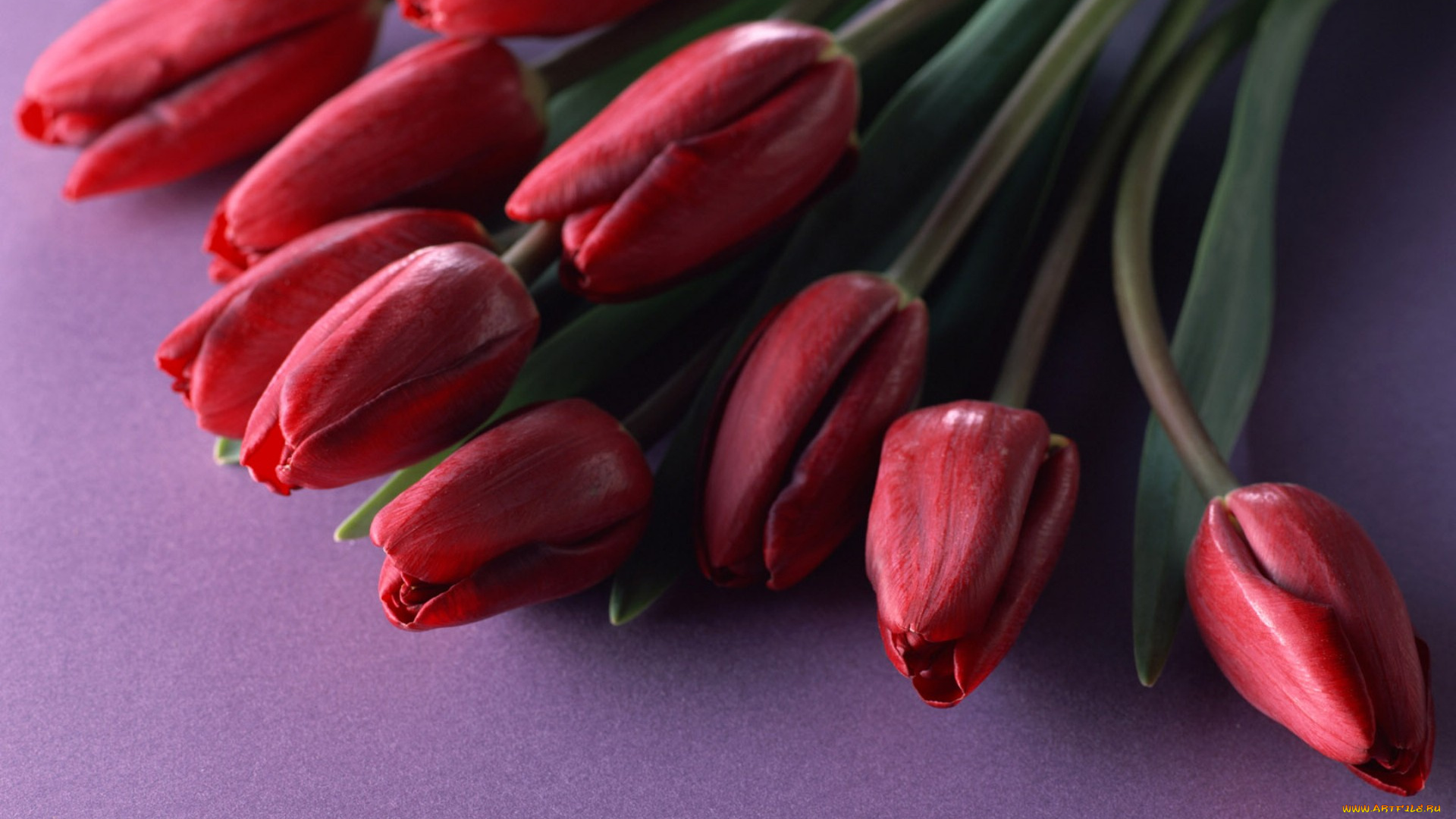 цветы, тюльпаны