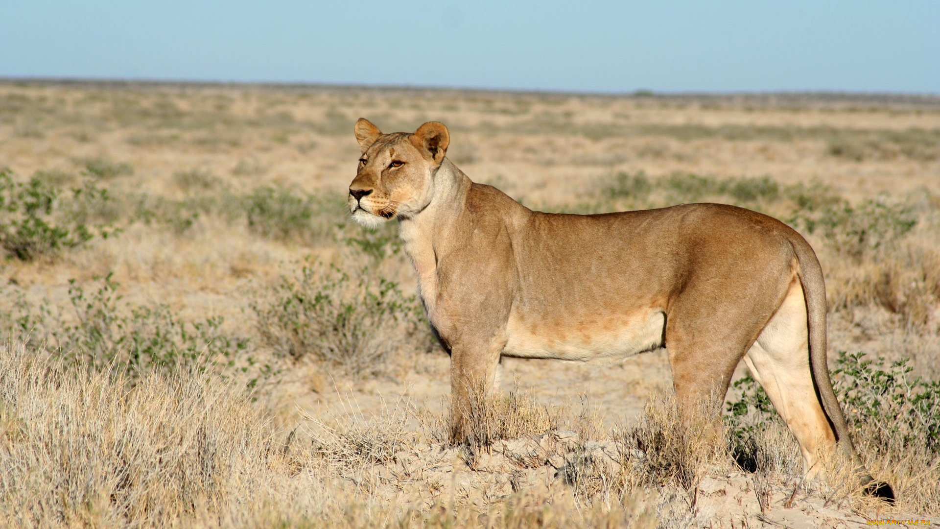 животные, львы