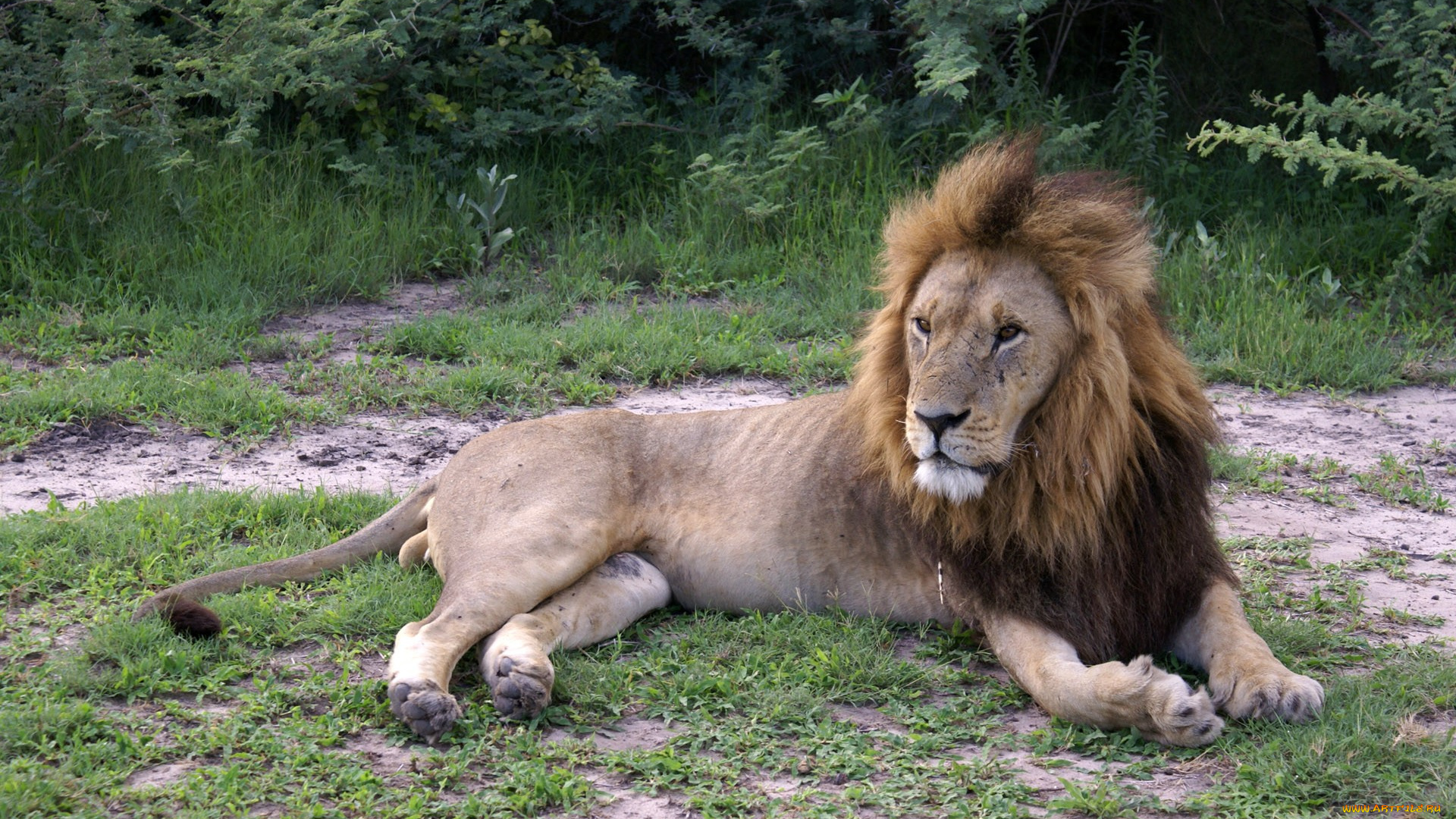 животные, львы