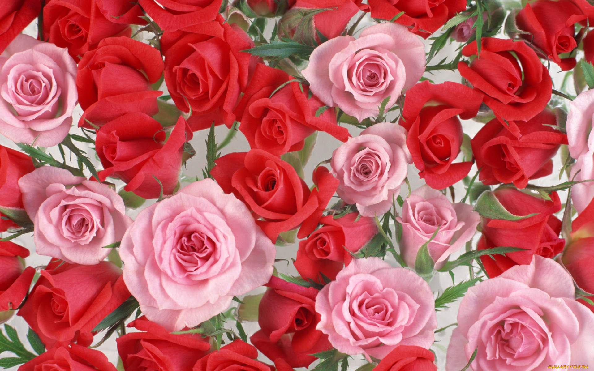 цветы, розы