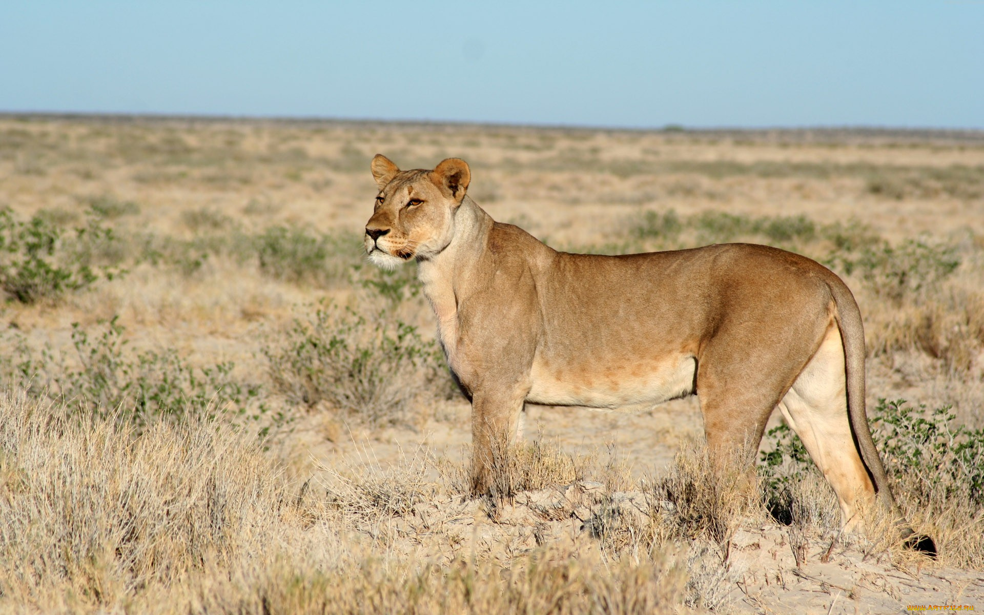 животные, львы