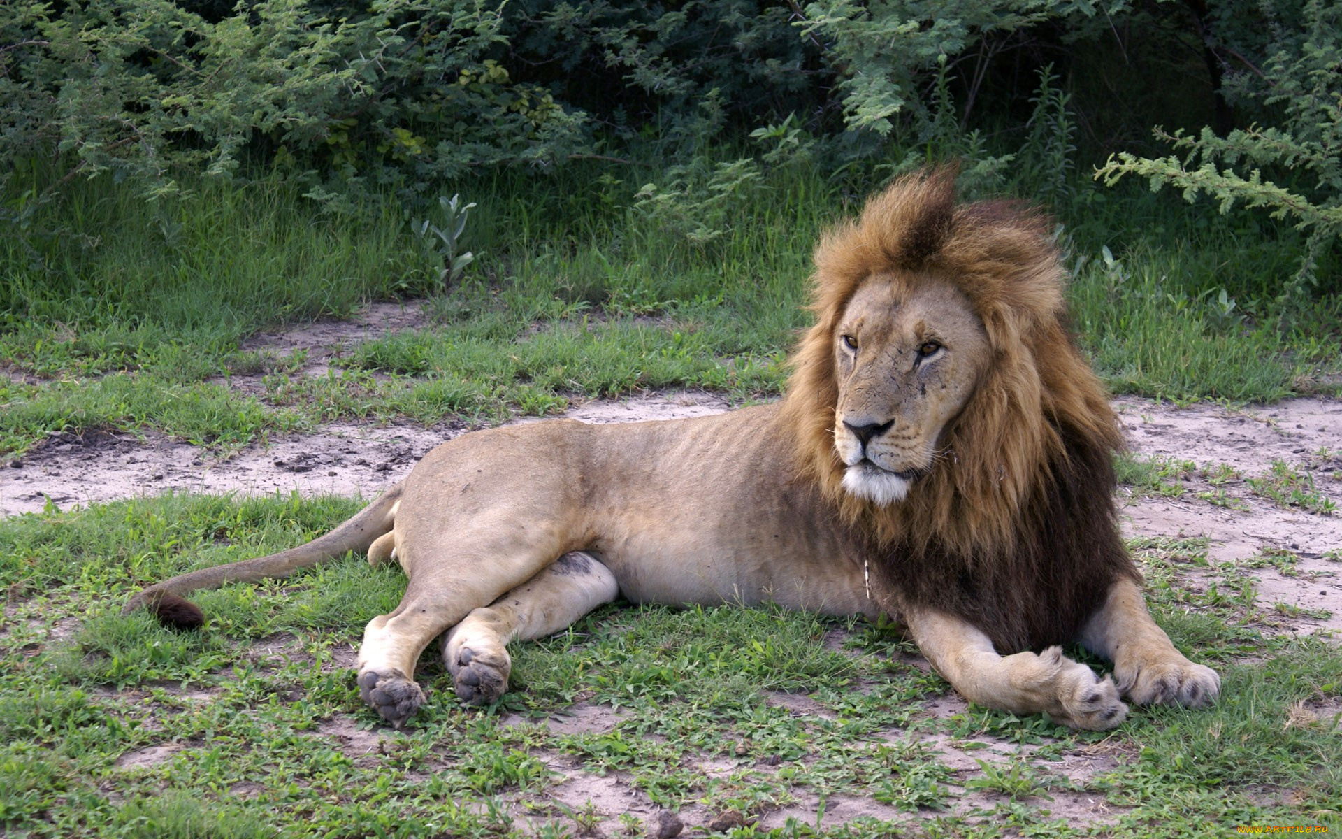 животные, львы