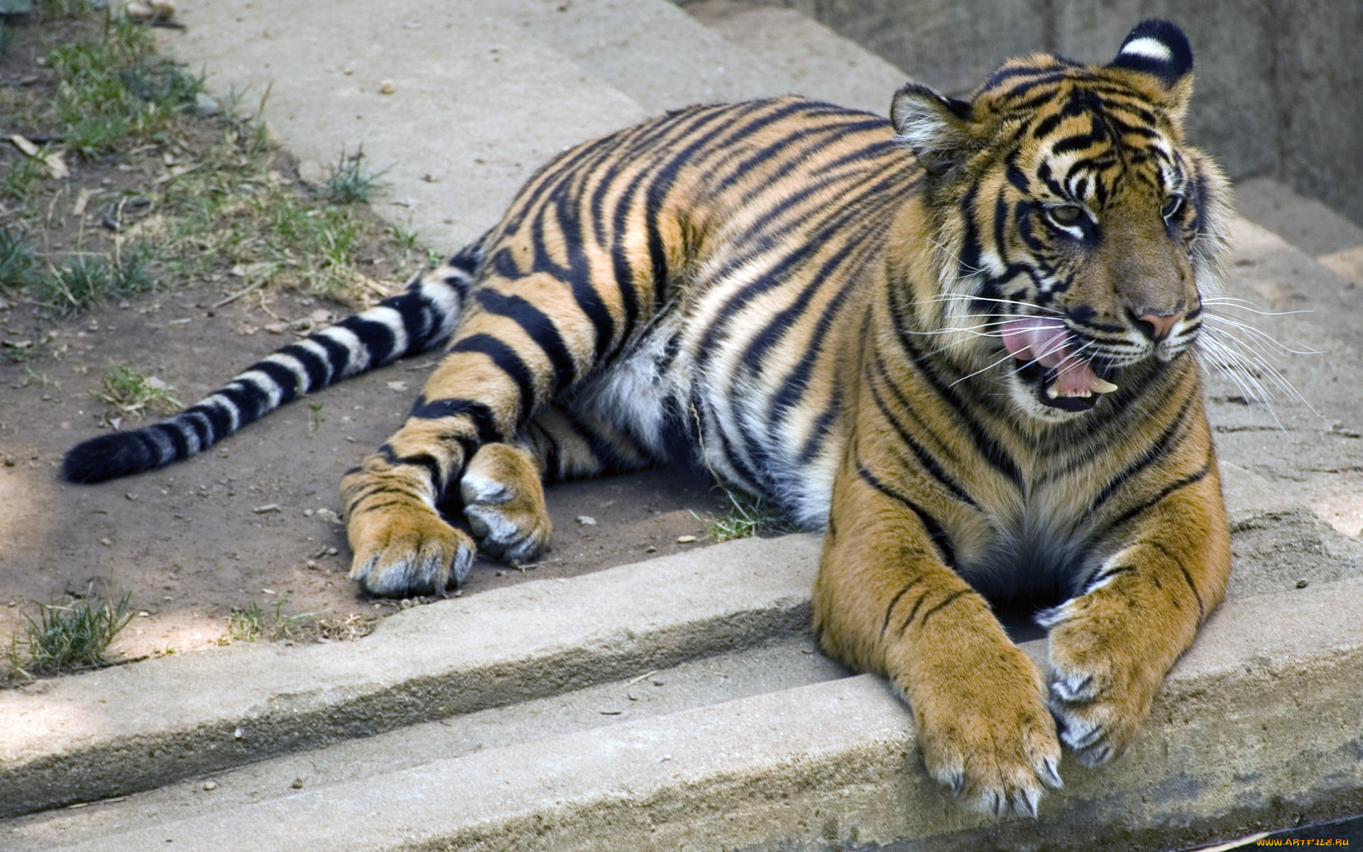 животные, тигры