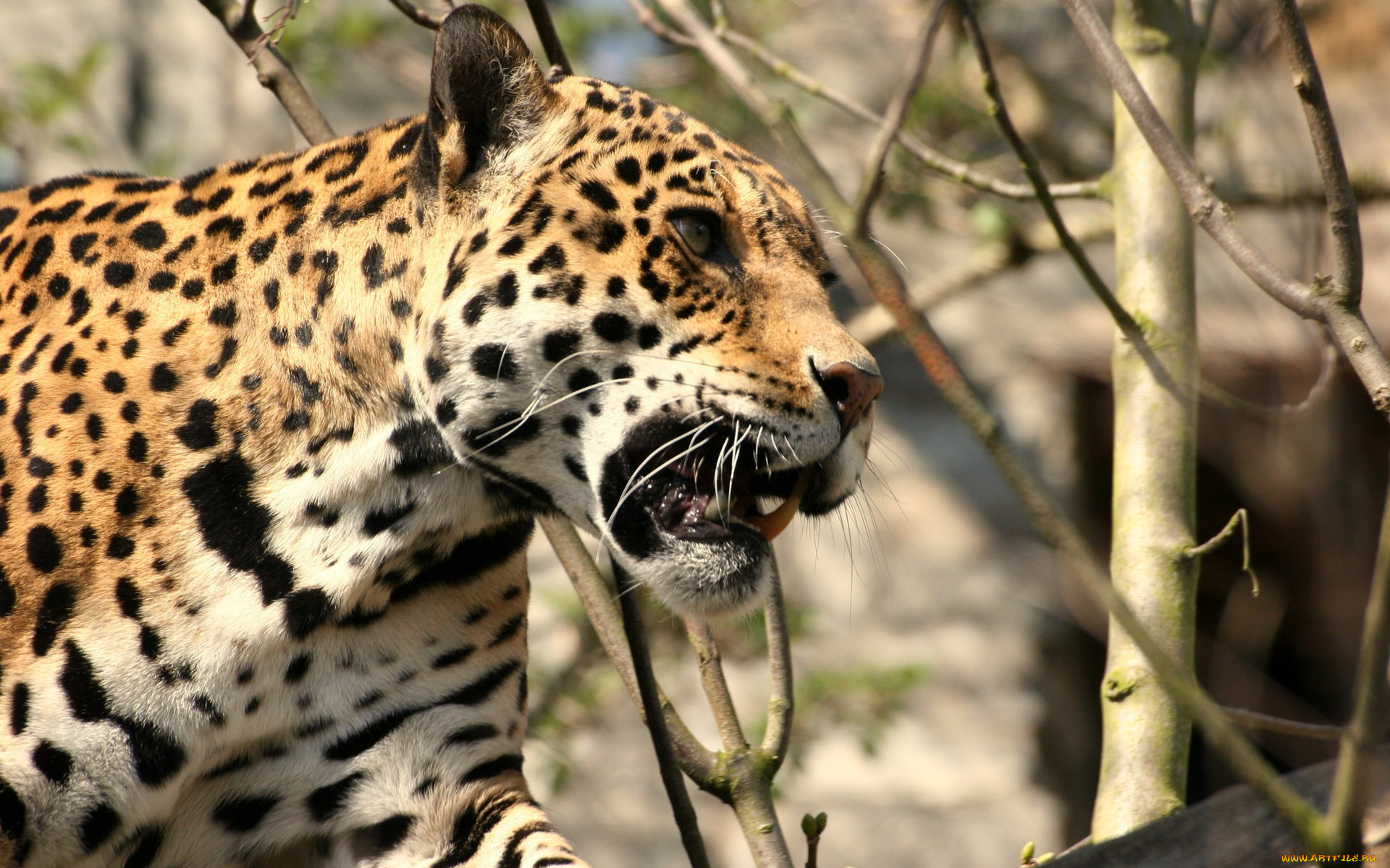 животные, Ягуары