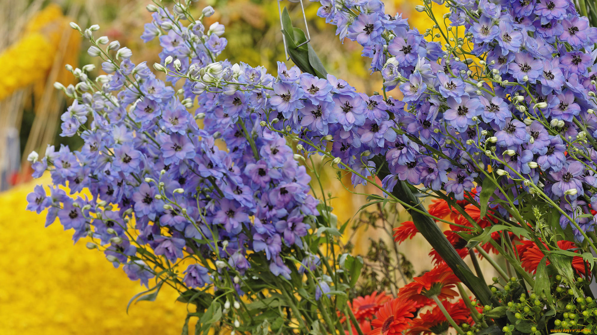 цветы, дельфиниум
