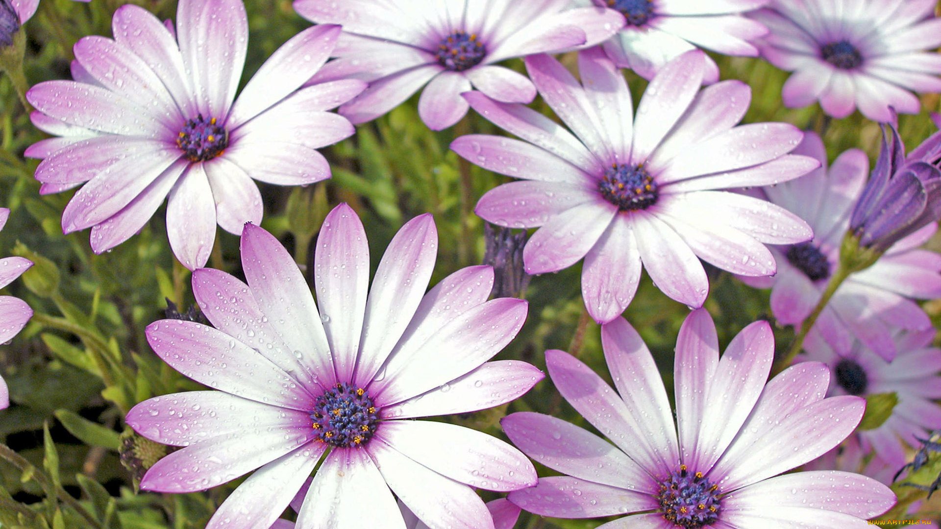 цветы, диморфотеки