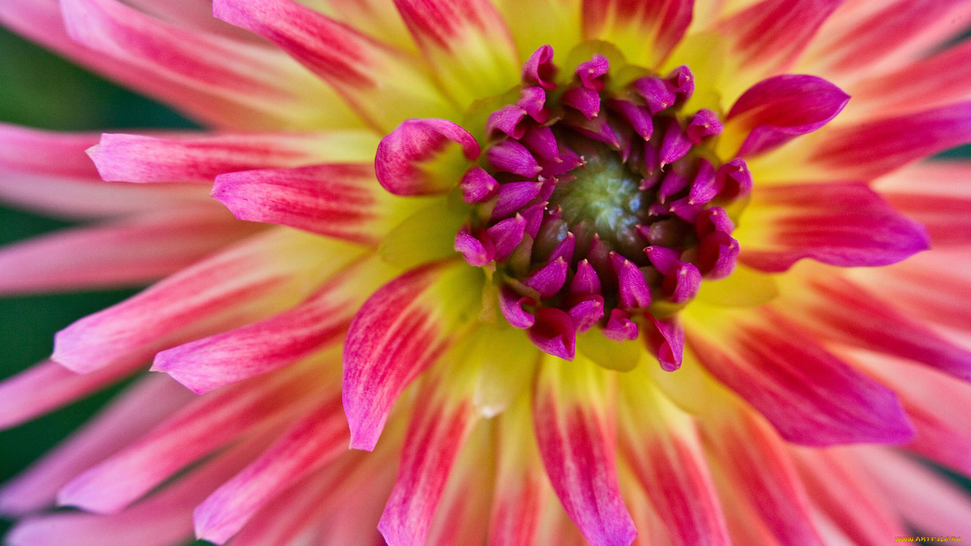 цветы, георгины