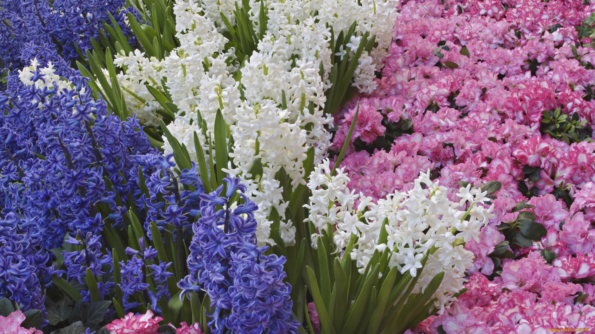 цветы, разные, вместе