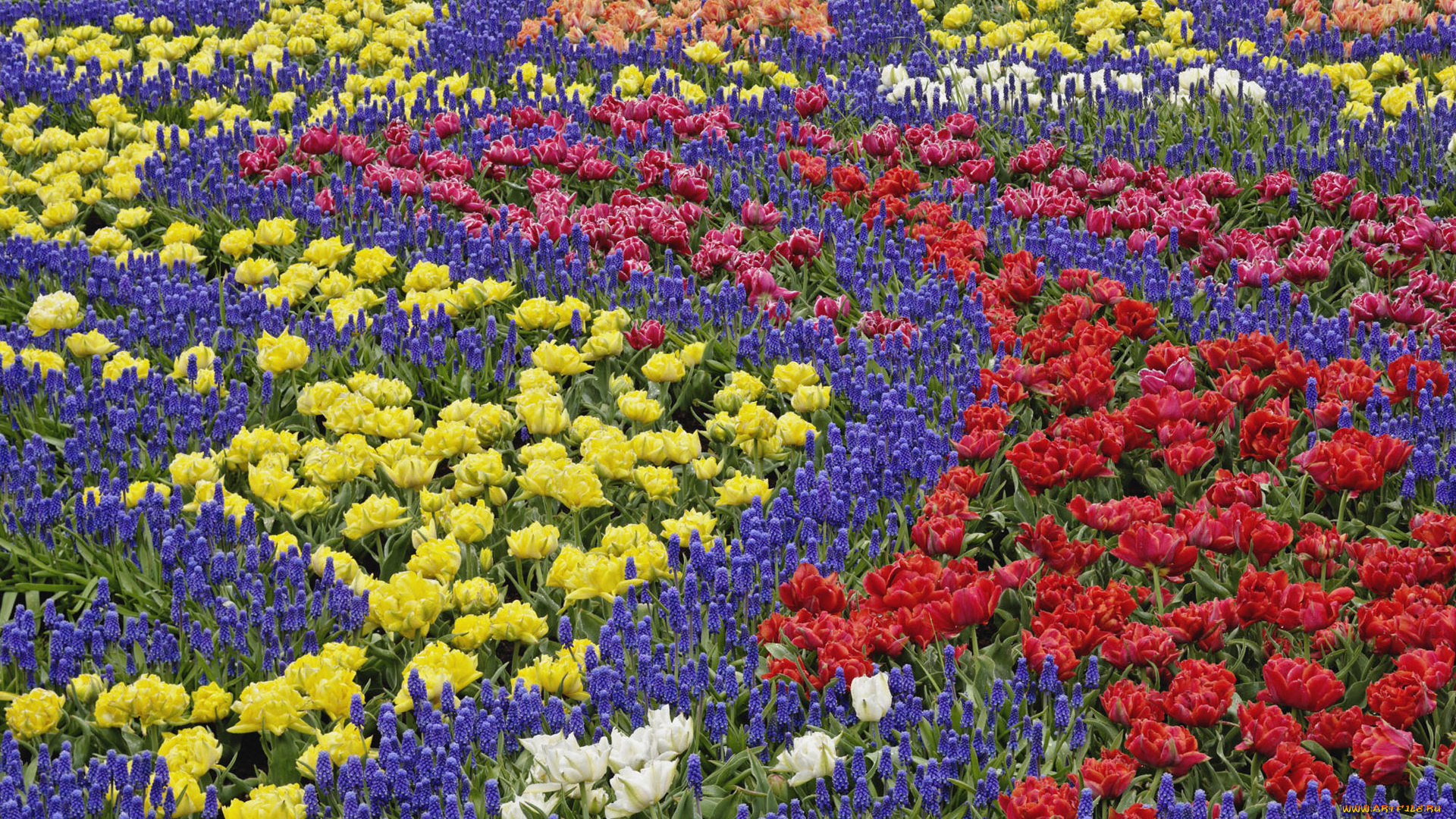 цветы, разные, вместе