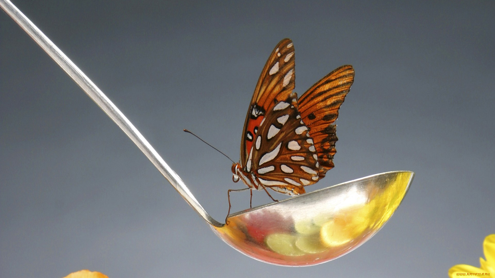 животные, бабочки