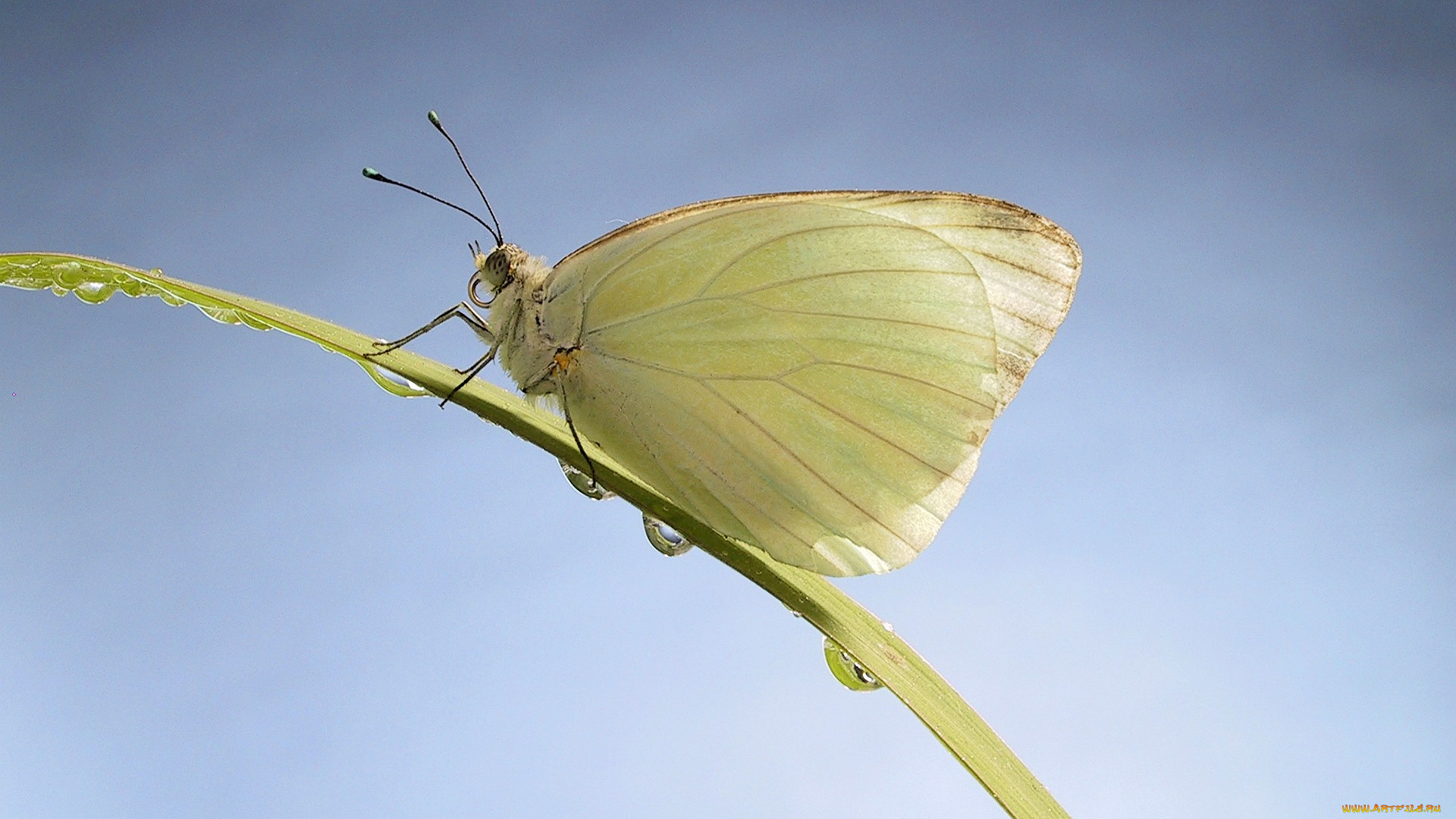 животные, бабочки