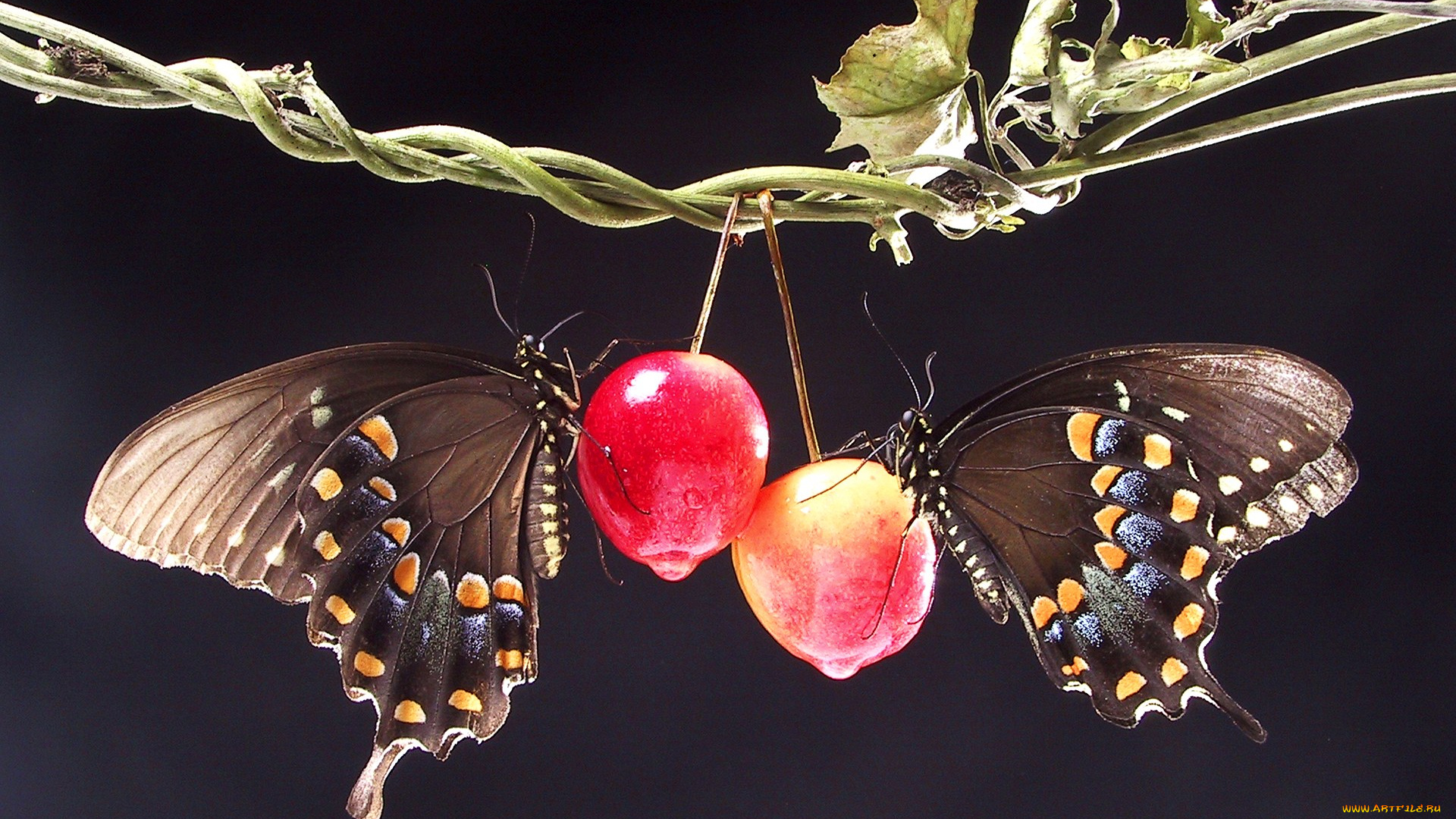 животные, бабочки