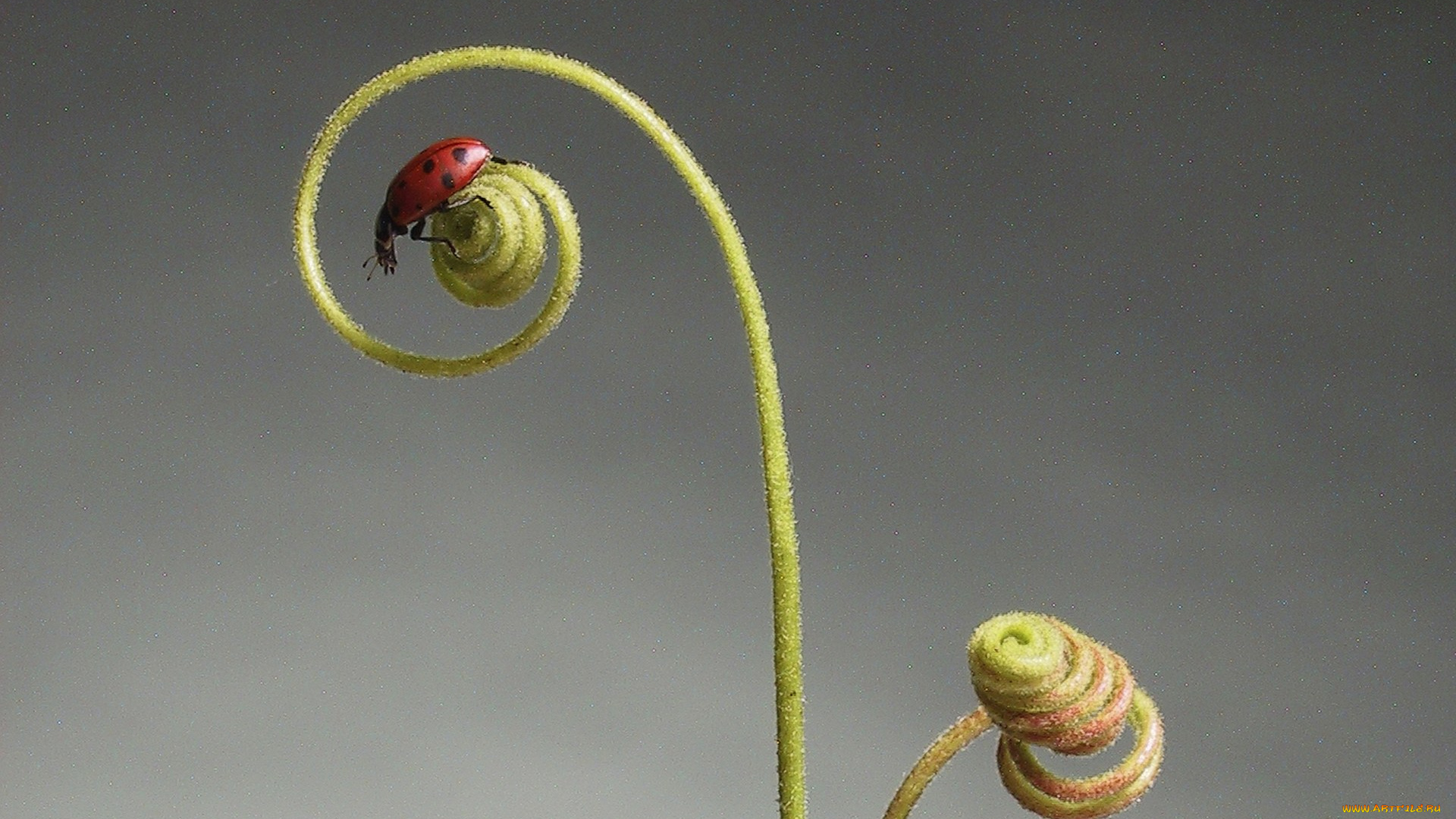 животные, божьи, коровки