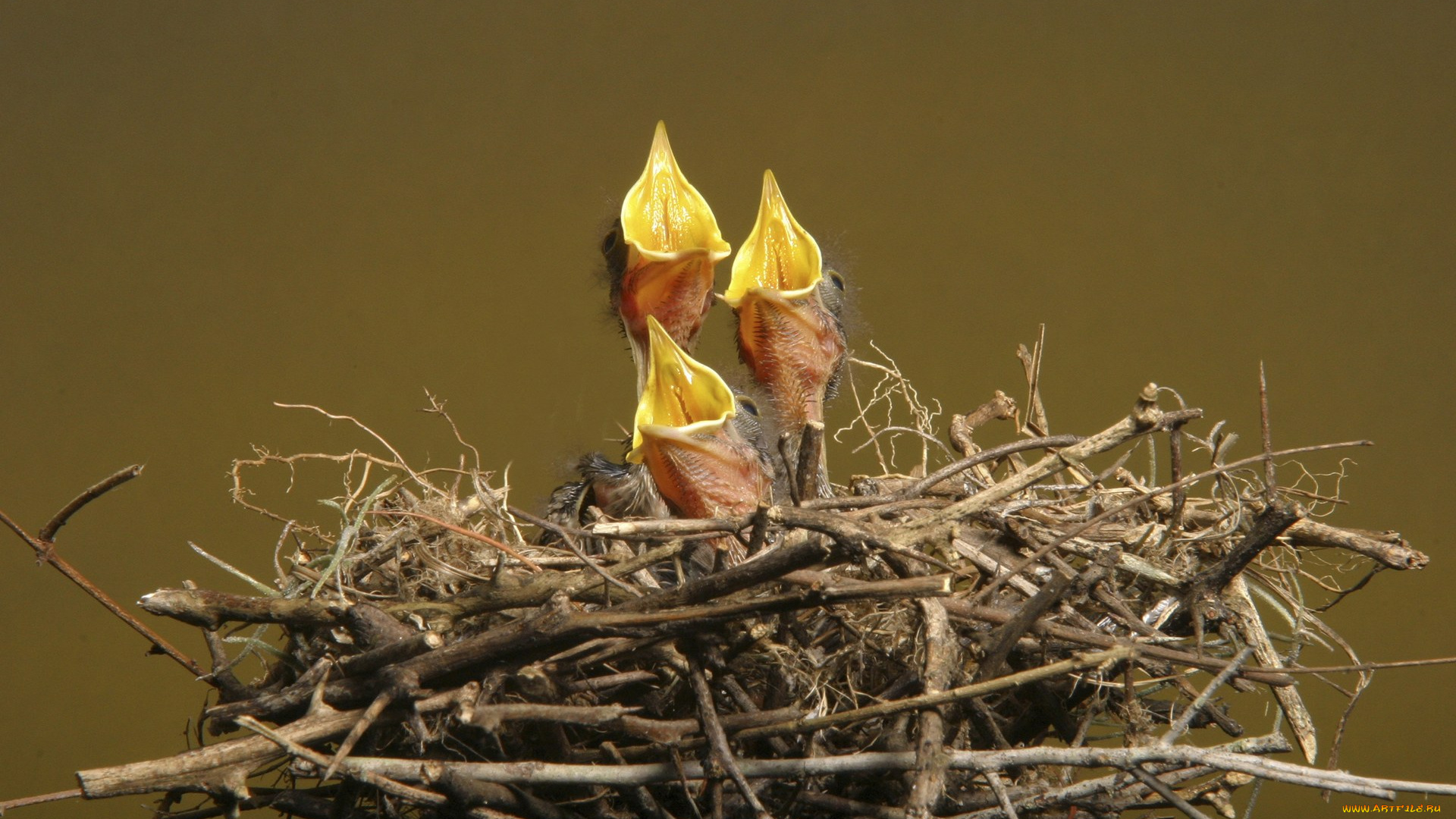 животные, гнезда, птиц