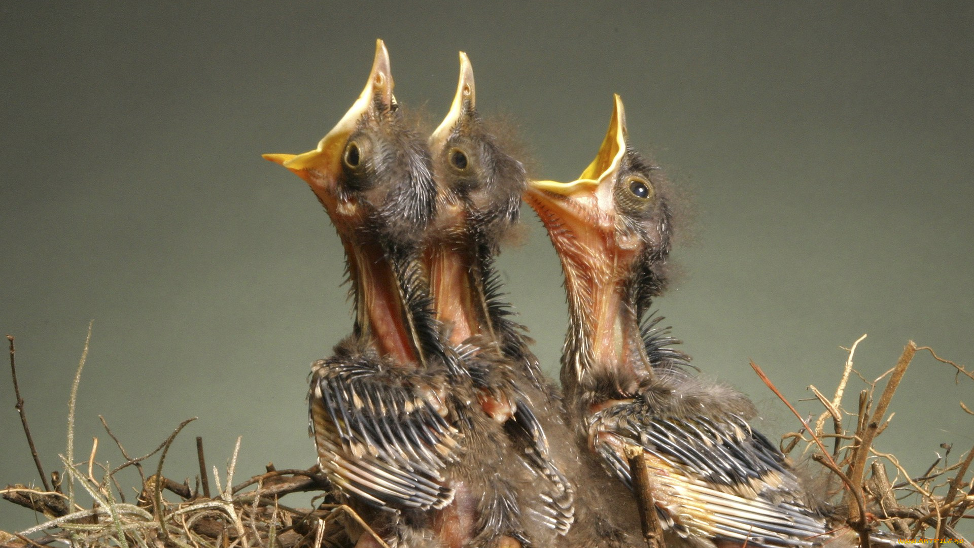 животные, гнезда, птиц