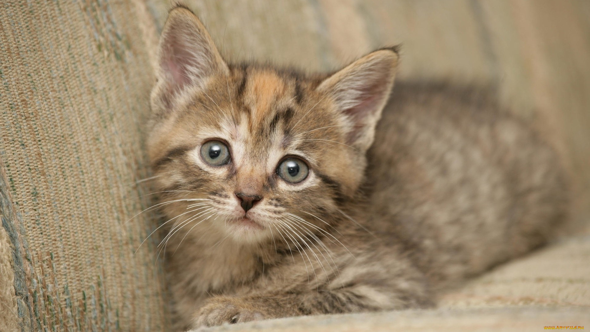 животные, коты