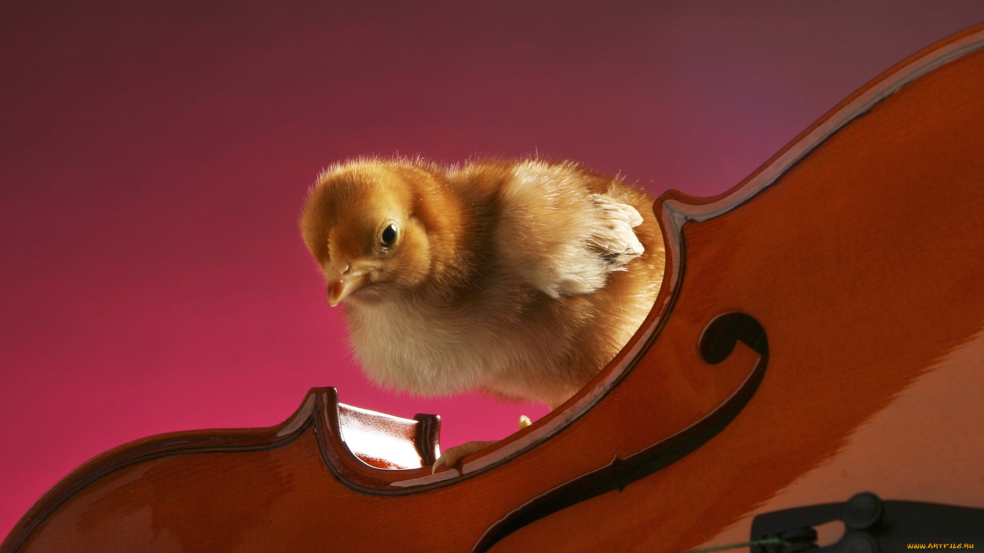 животные, куры, петухи