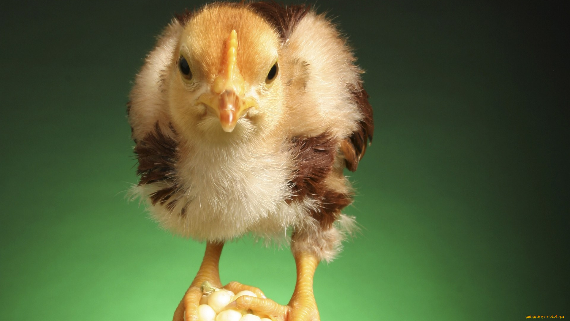 животные, куры, петухи