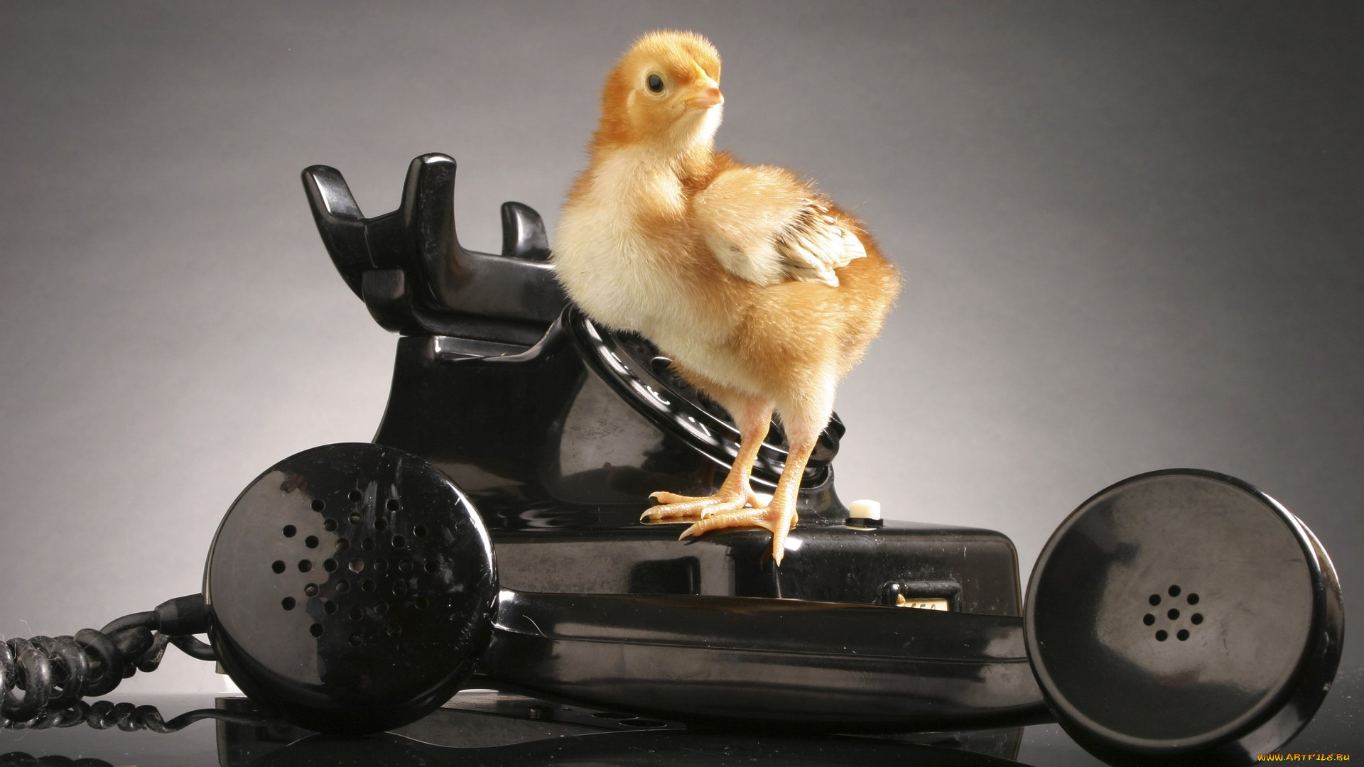 животные, куры, петухи