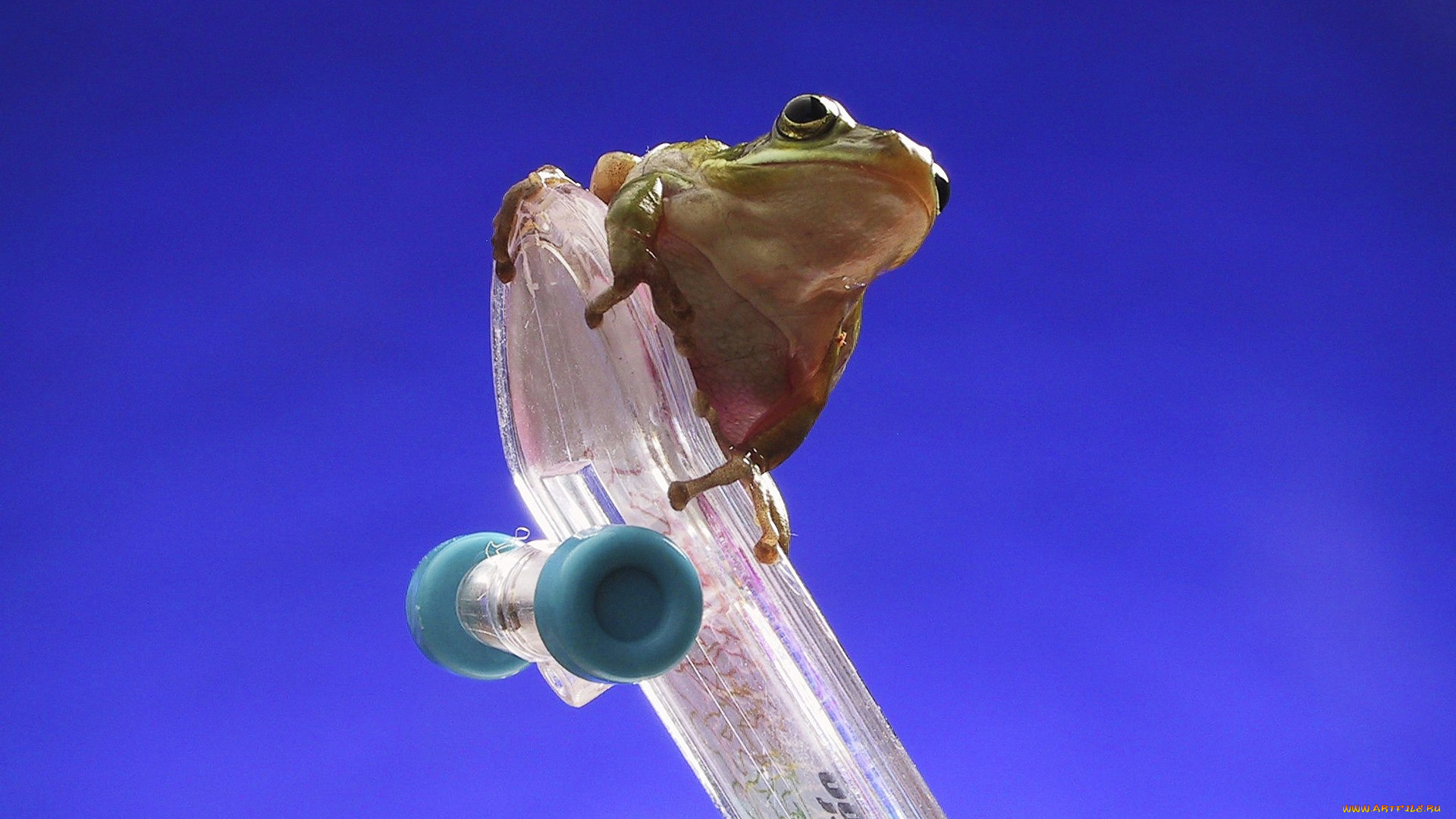 животные, лягушки