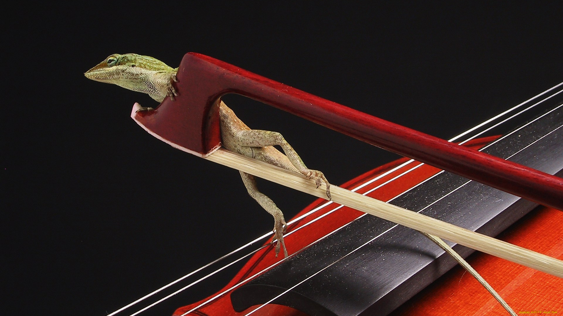 животные, лягушки