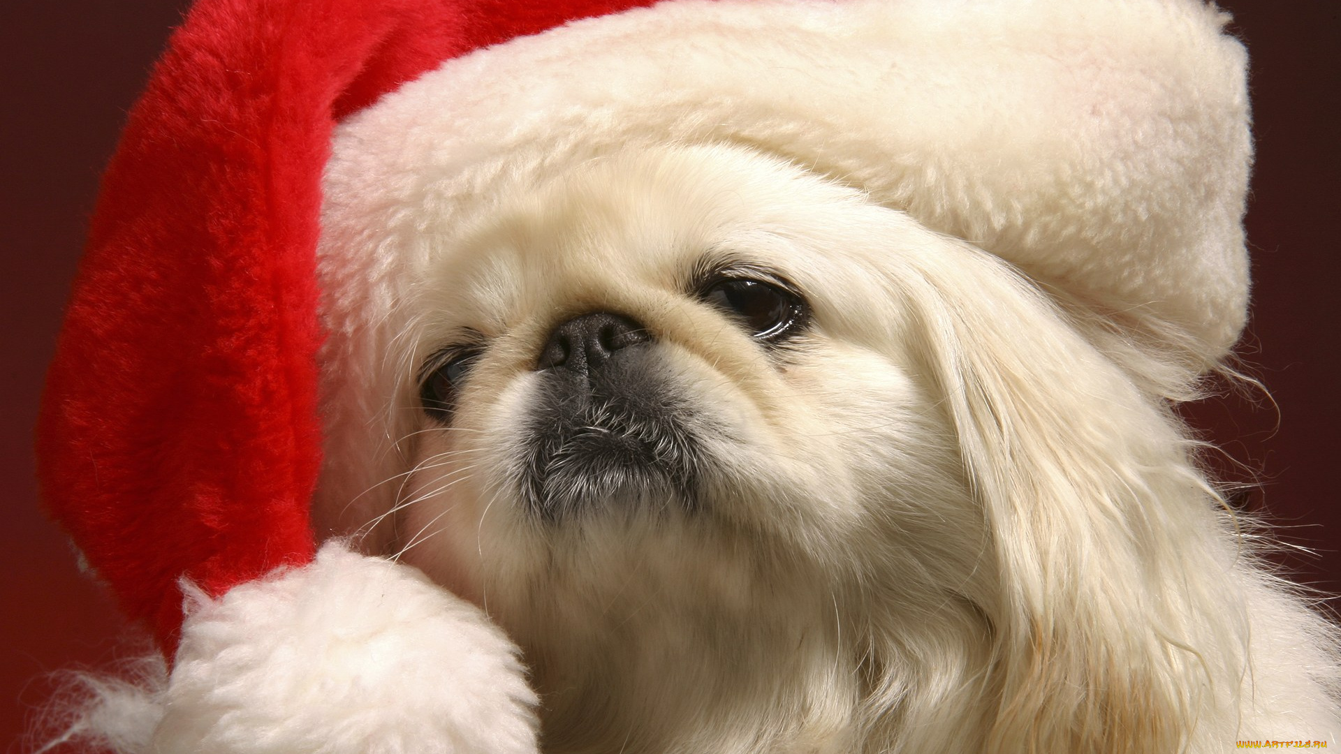 животные, собаки