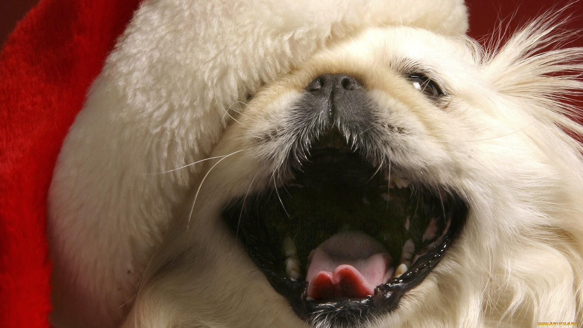 животные, собаки