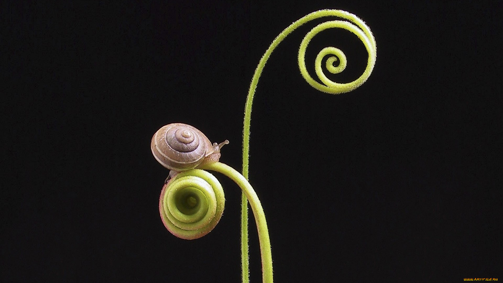 животные, улитки