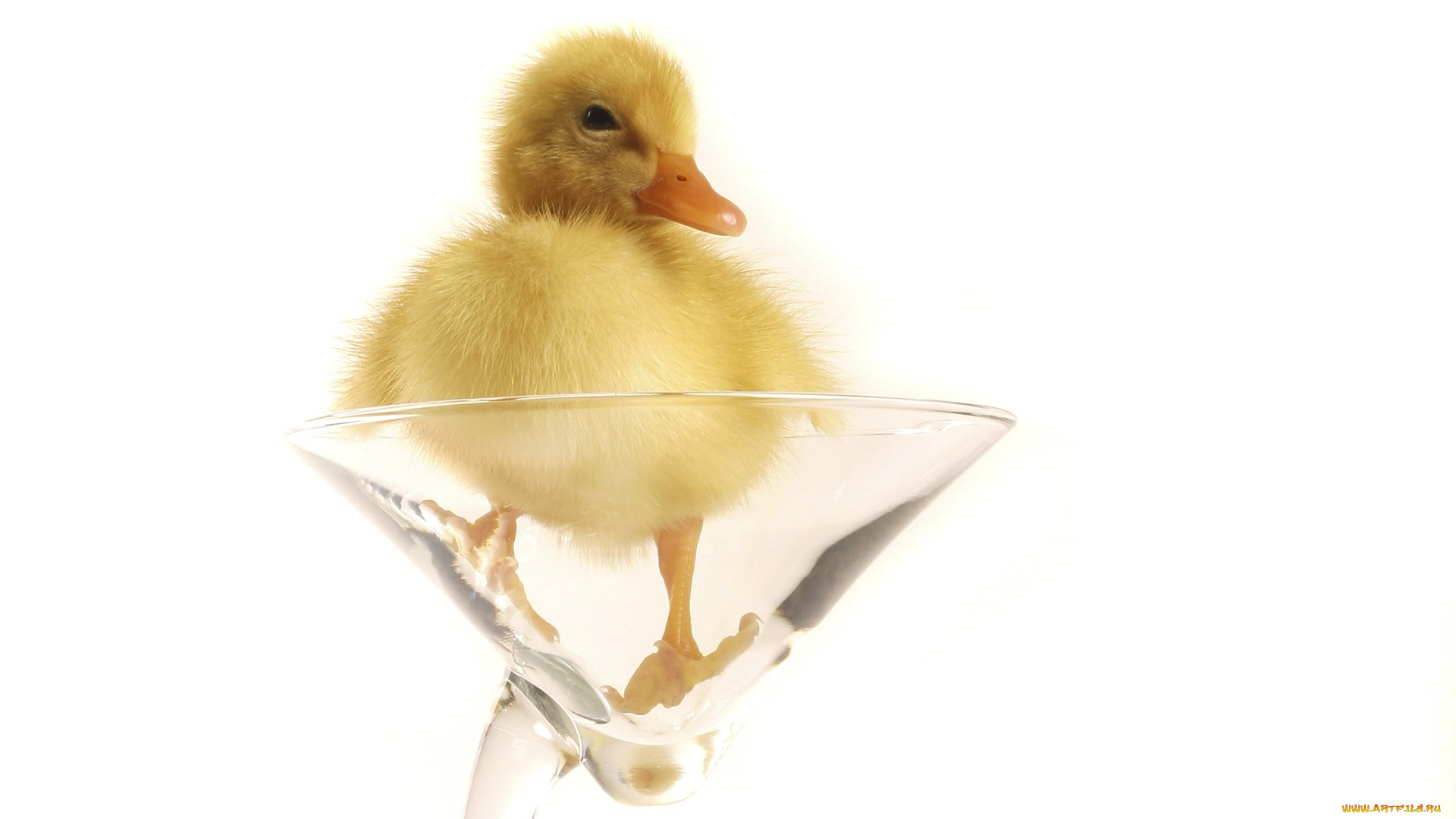 животные, утки