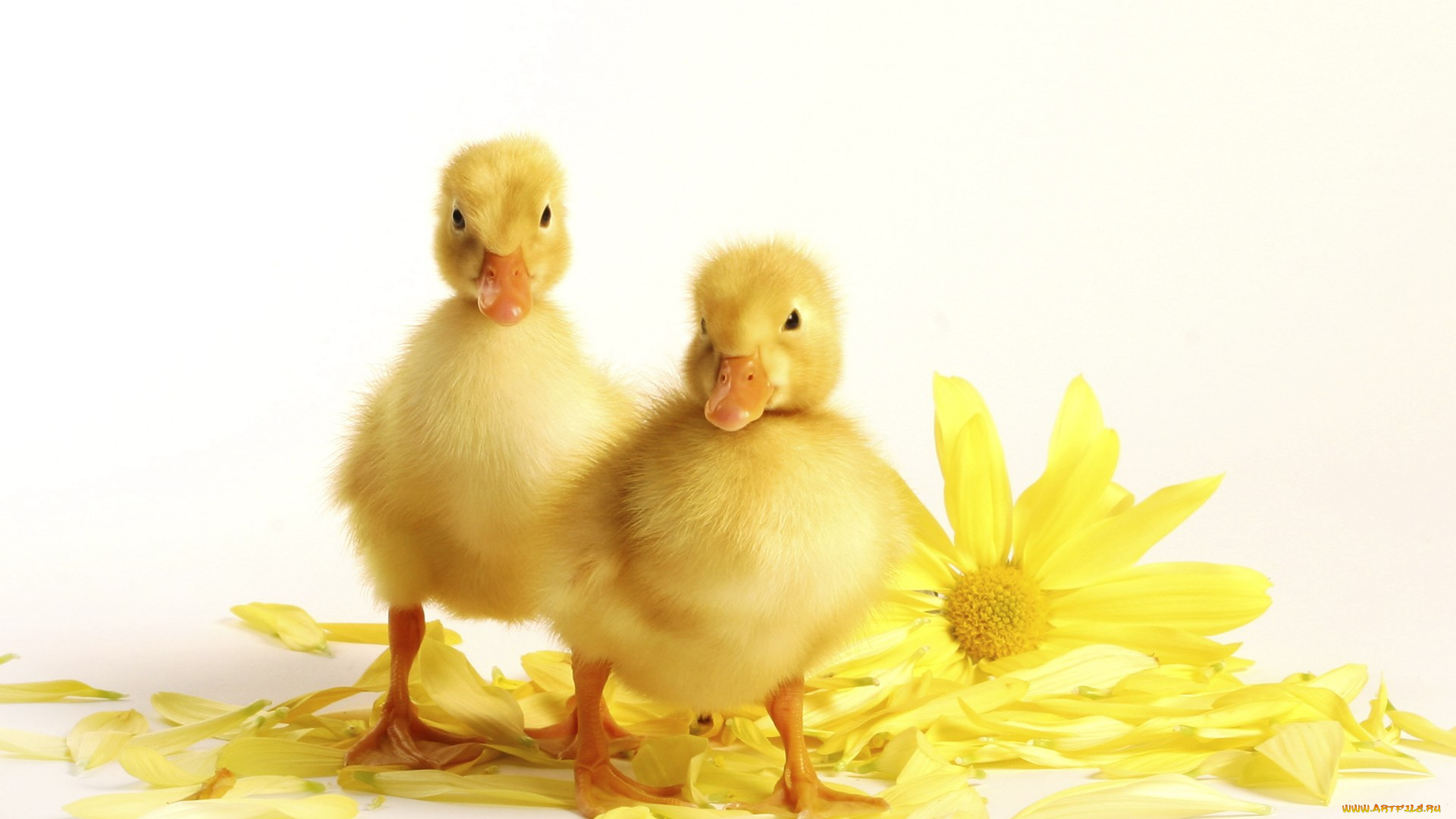 животные, утки