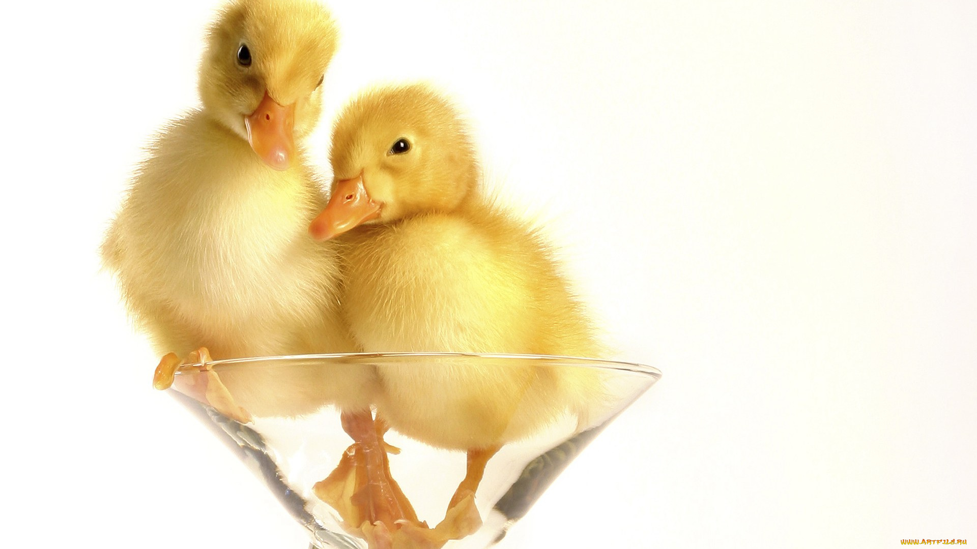 животные, утки