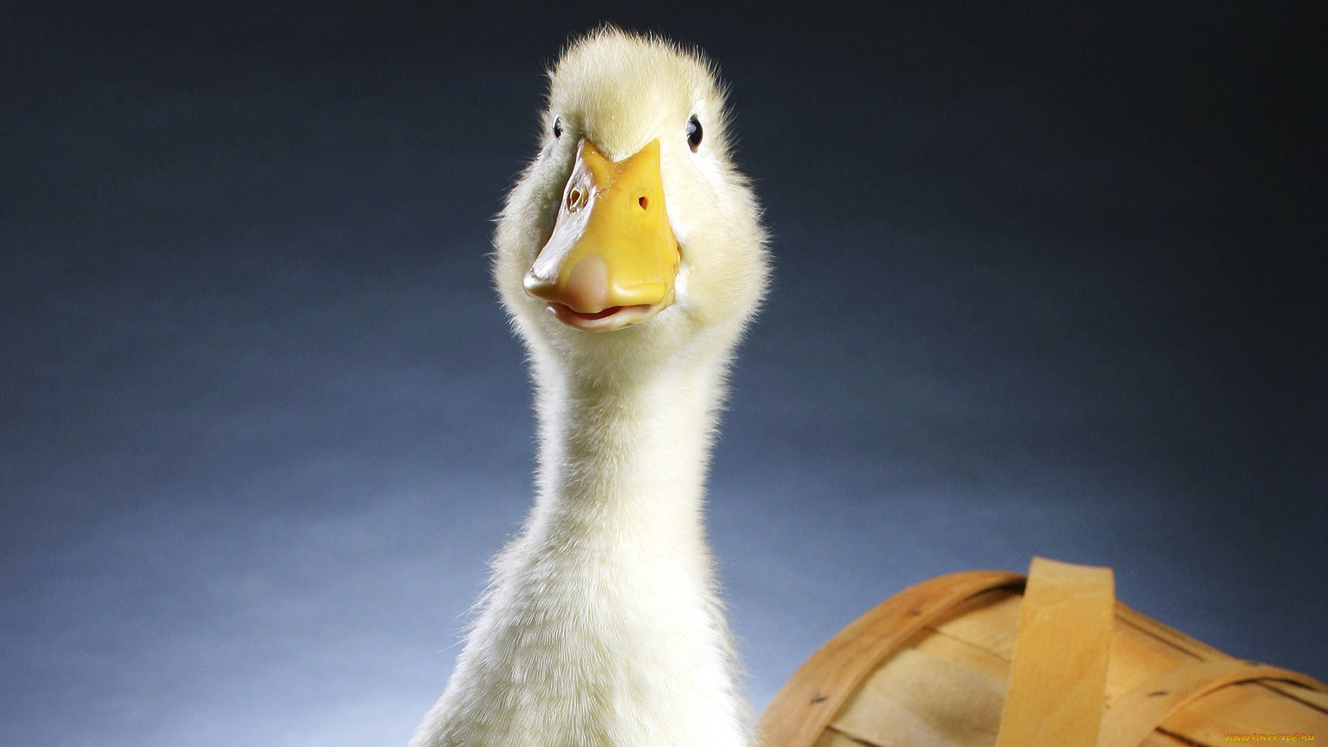 животные, утки