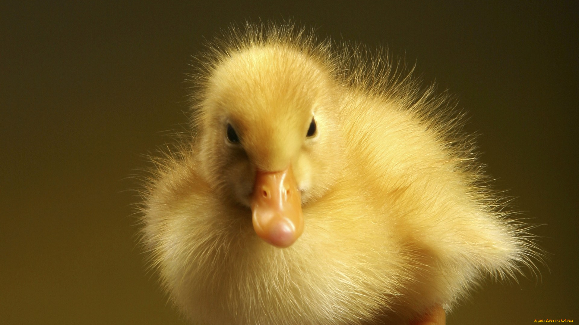 животные, утки