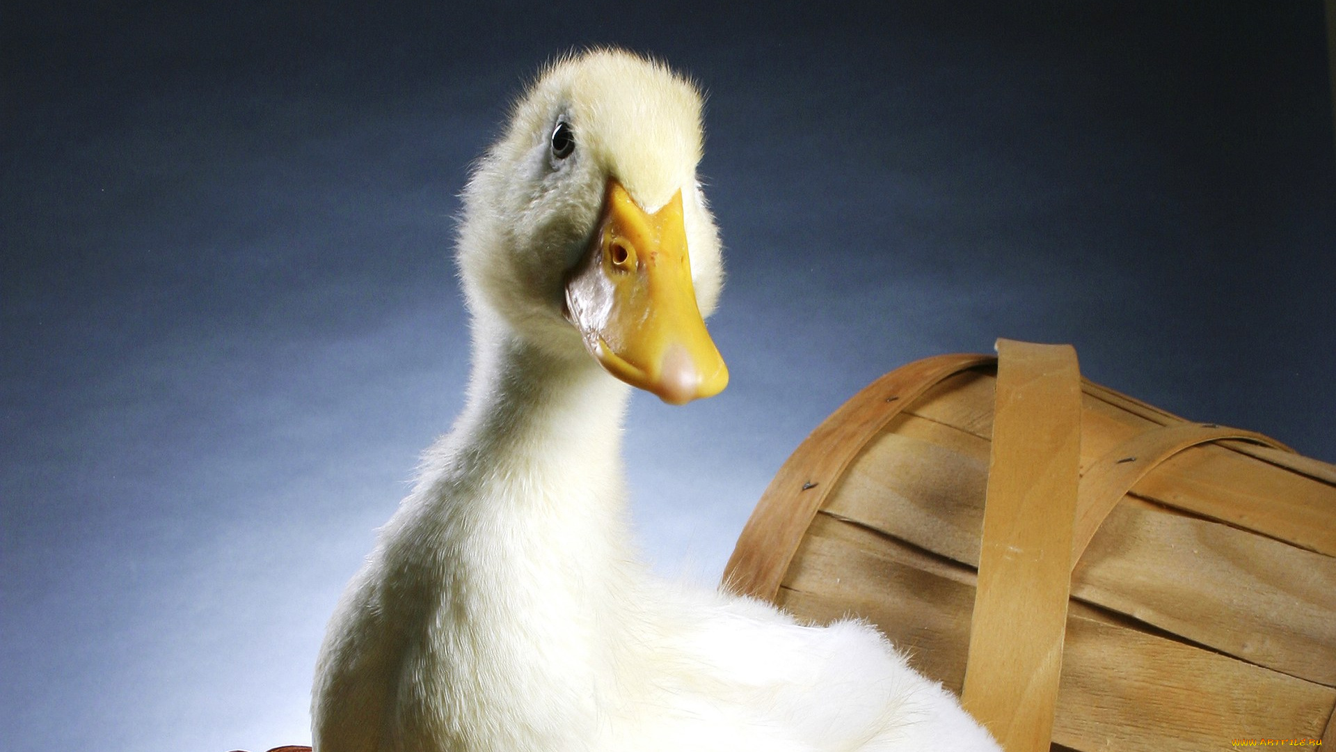 животные, утки