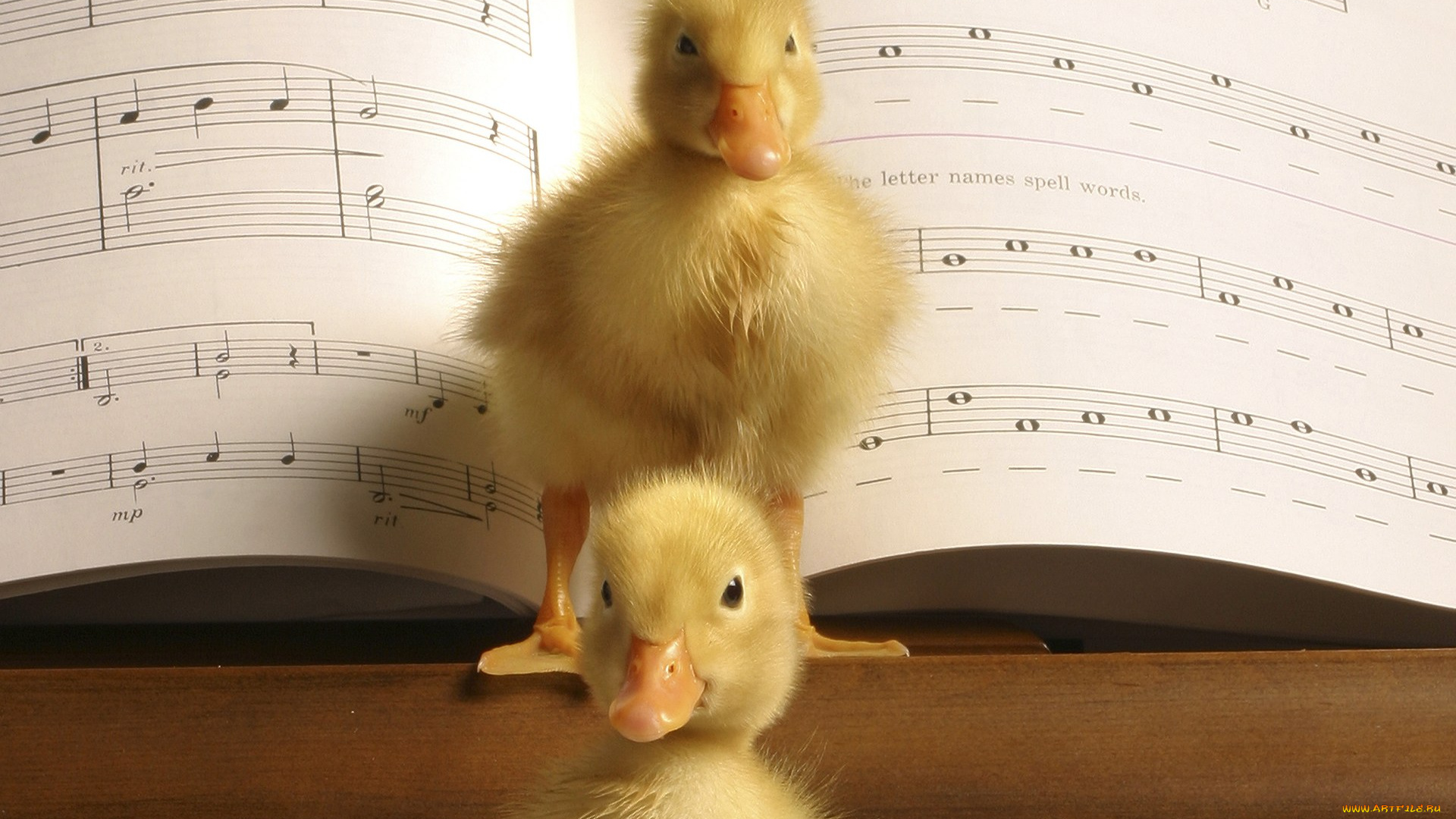 животные, утки