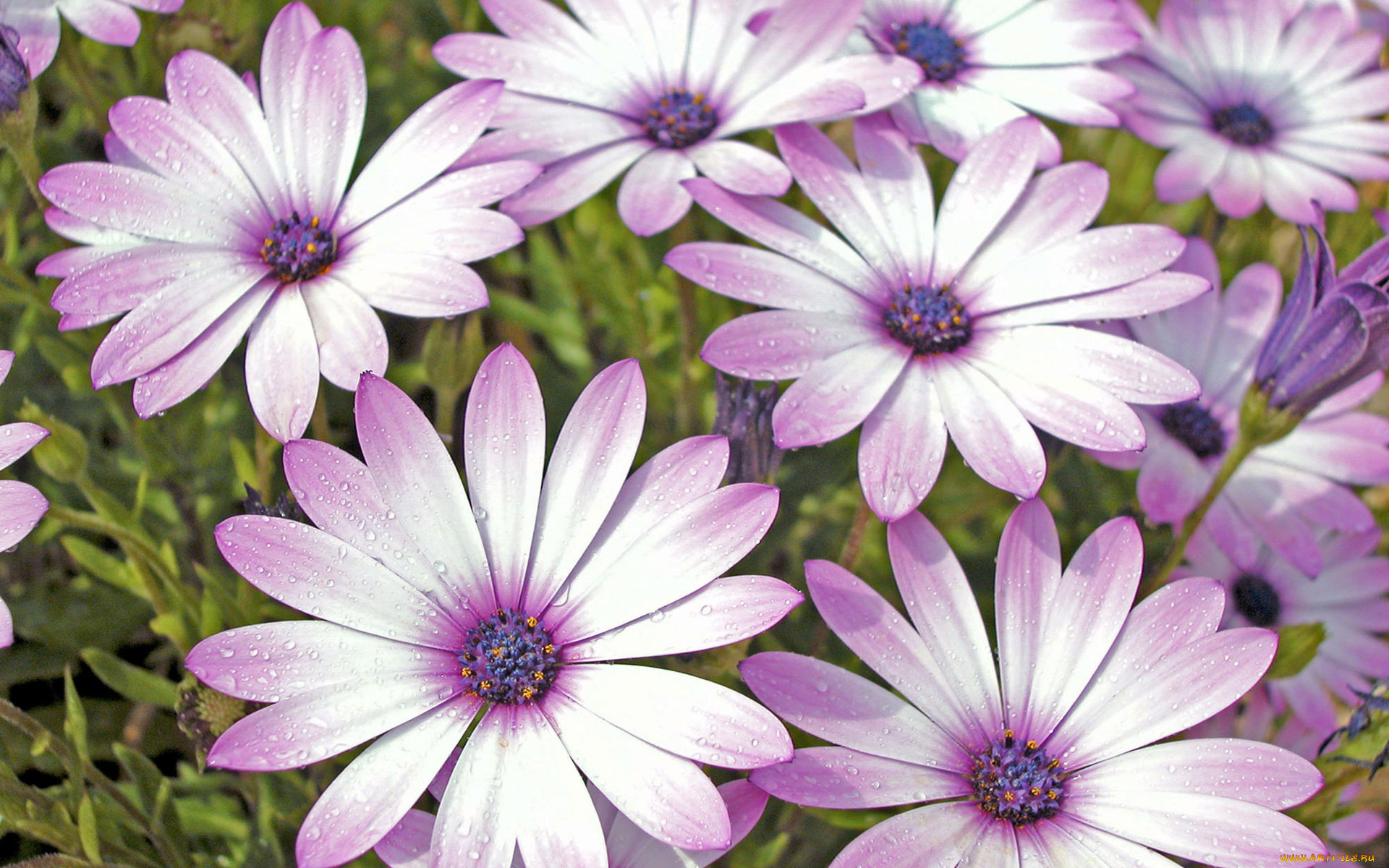 цветы, диморфотеки