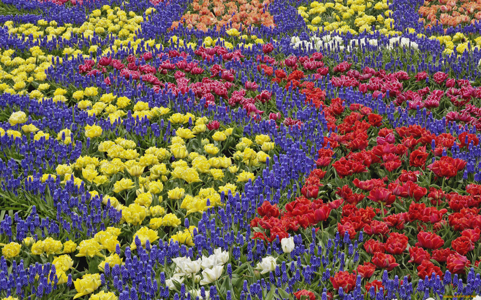 цветы, разные, вместе