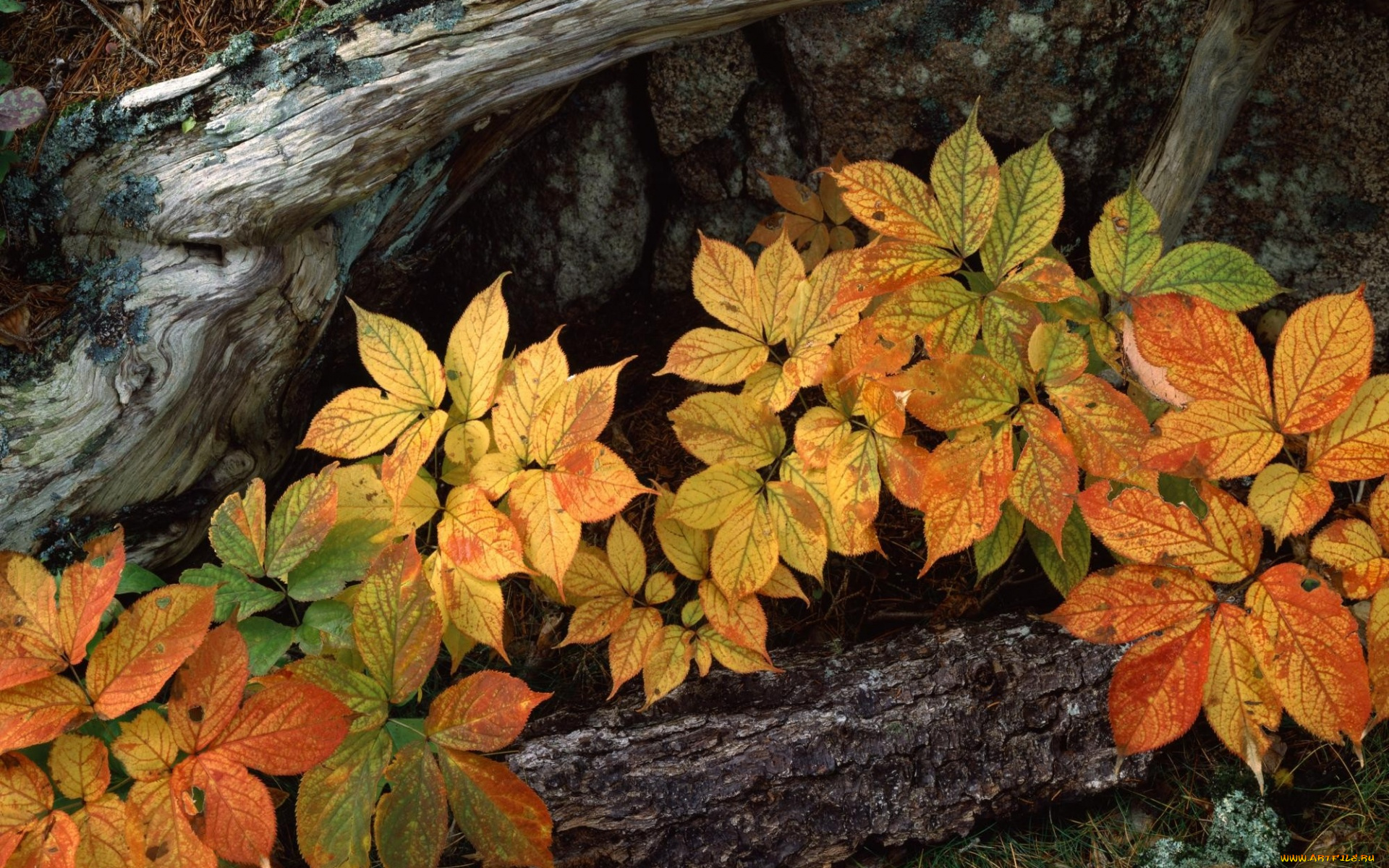 природа, листья