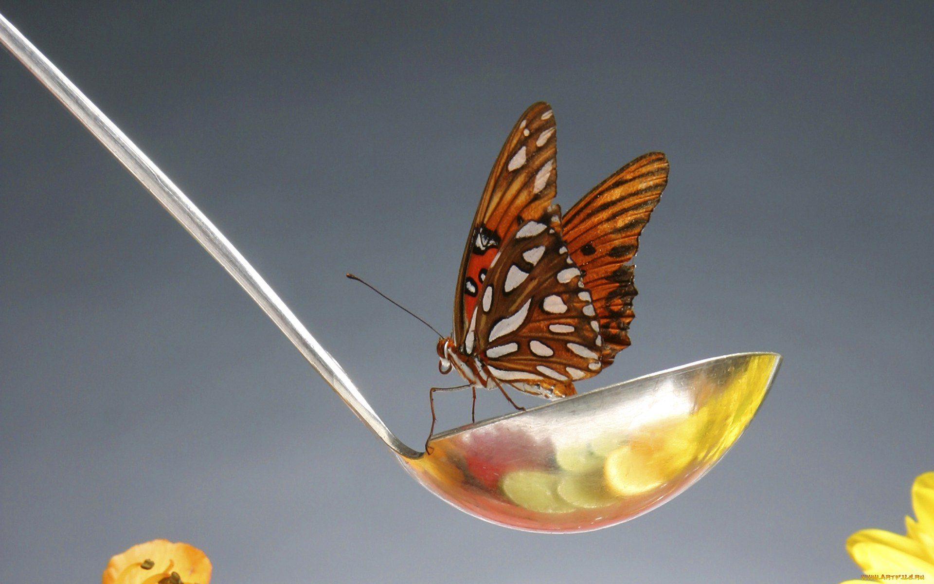 животные, бабочки