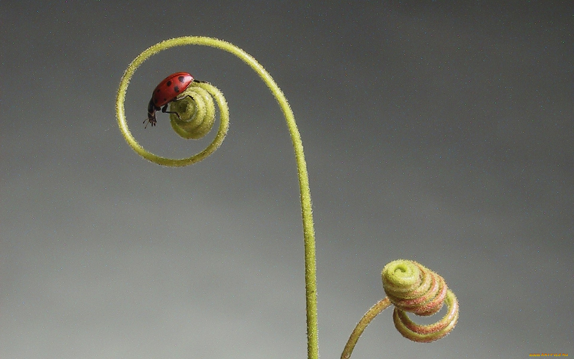 животные, божьи, коровки