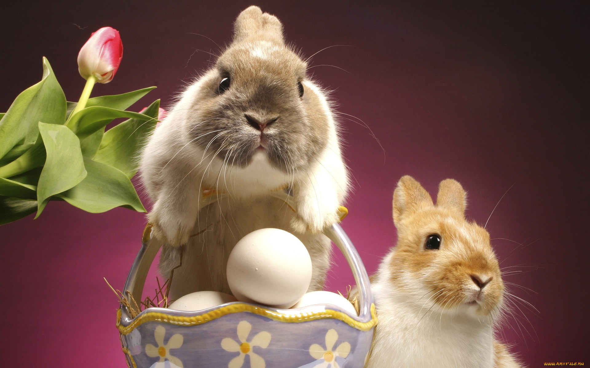 животные, кролики, зайцы