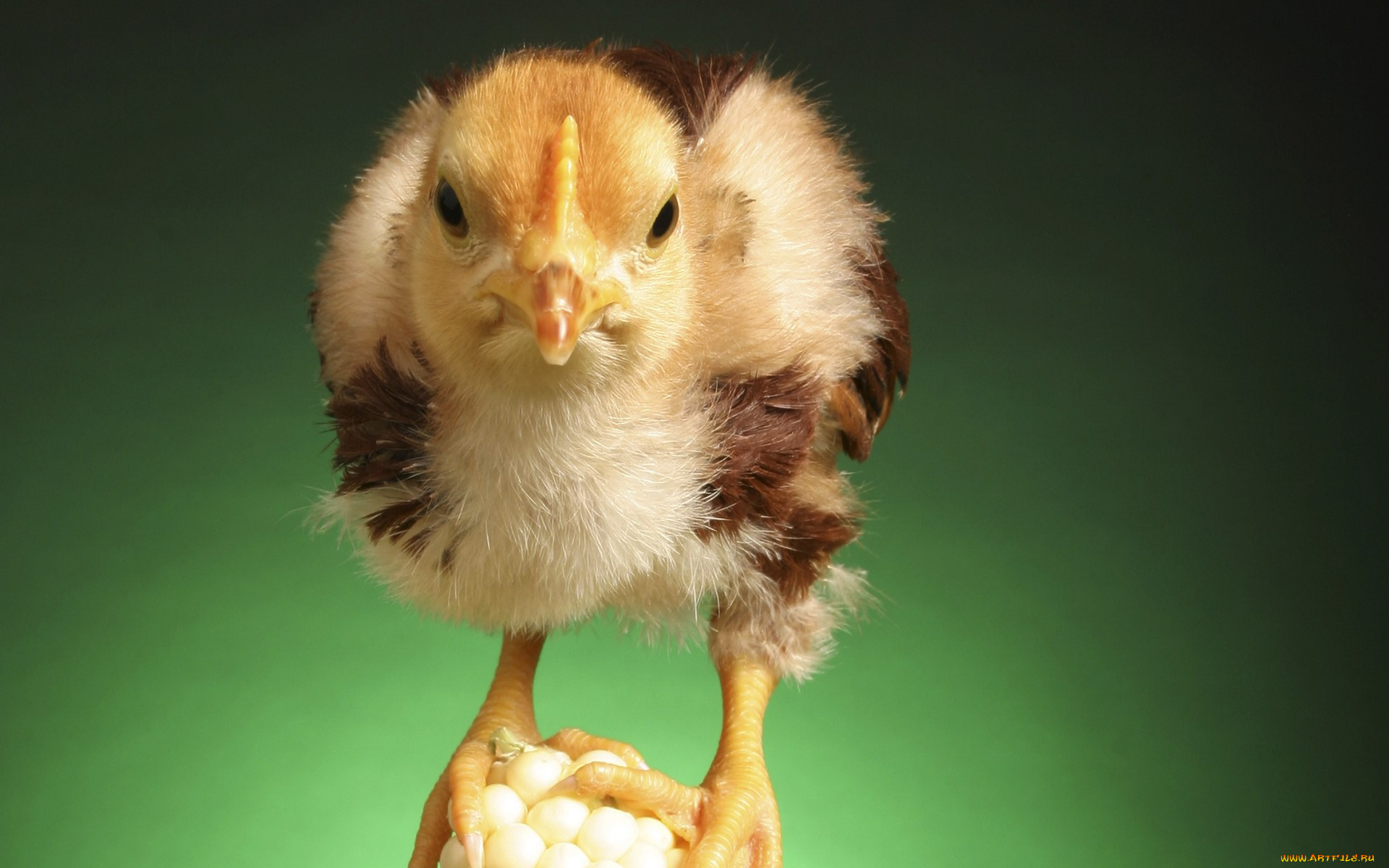 животные, куры, петухи