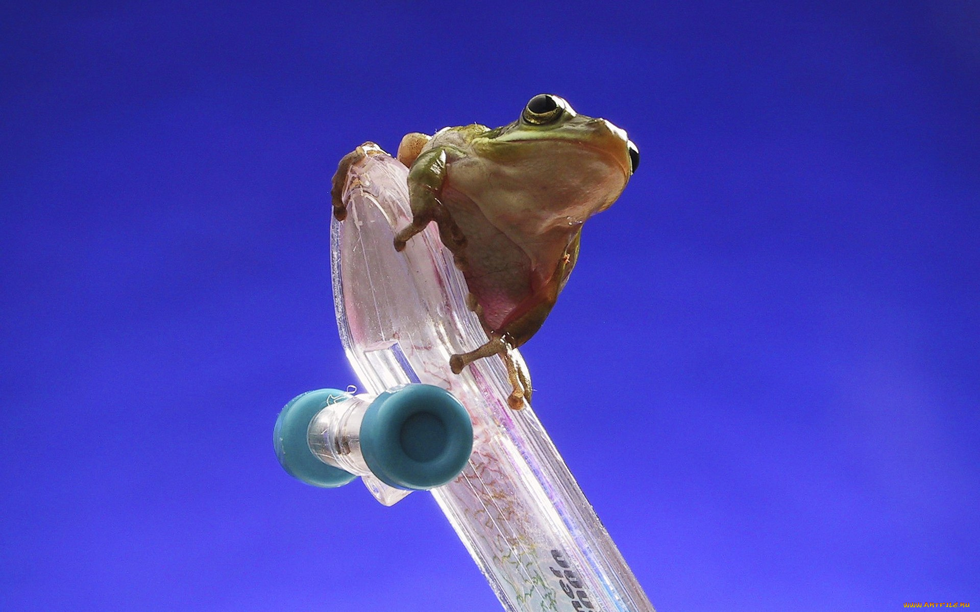 животные, лягушки