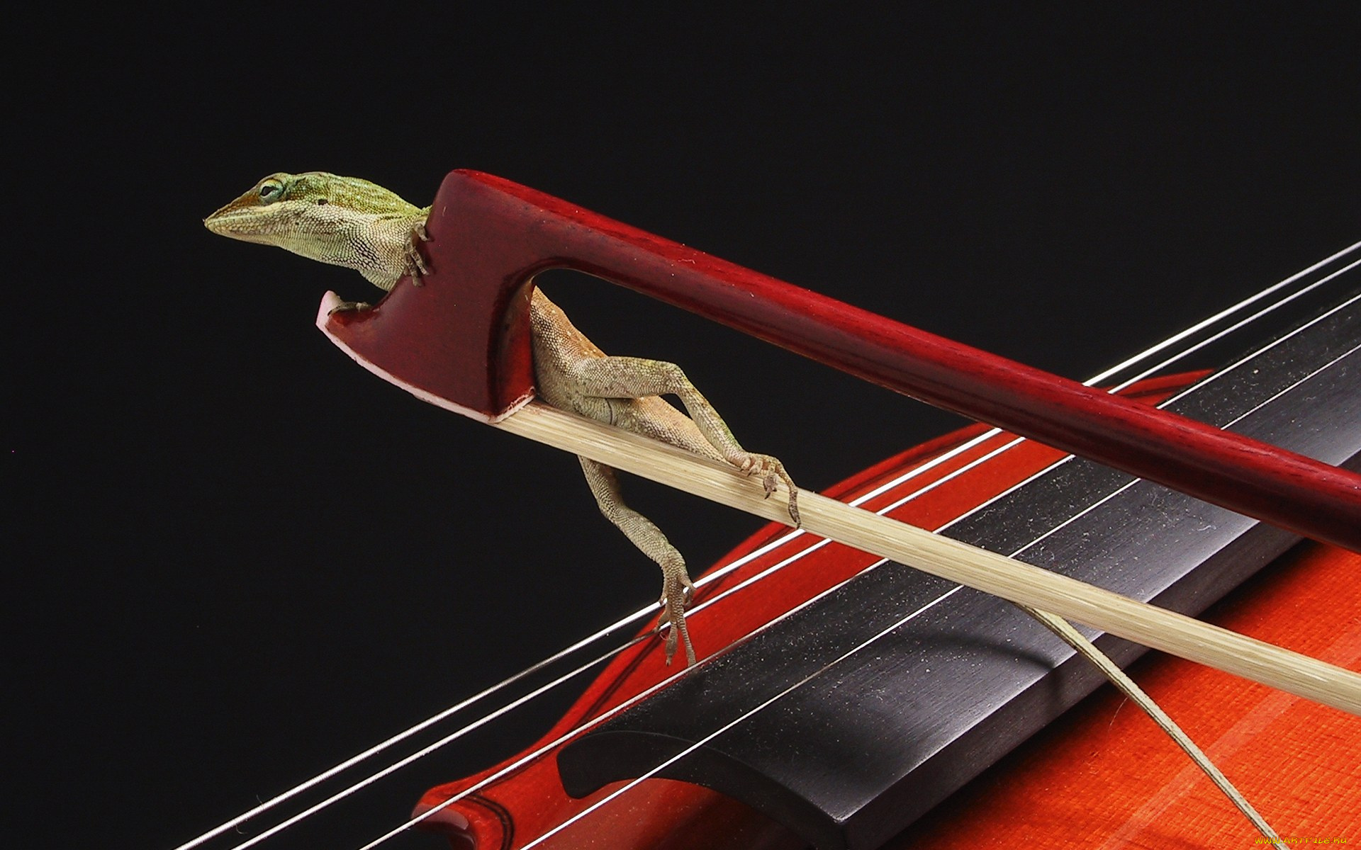 животные, лягушки