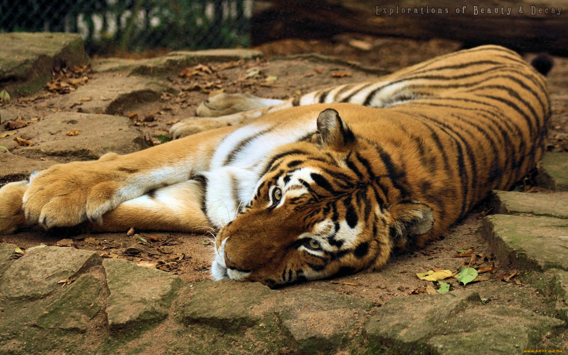 животные, тигры