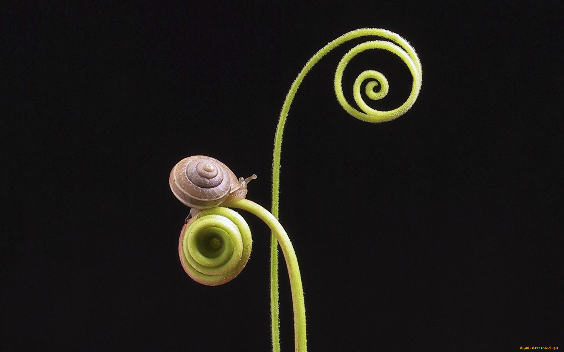 животные, улитки