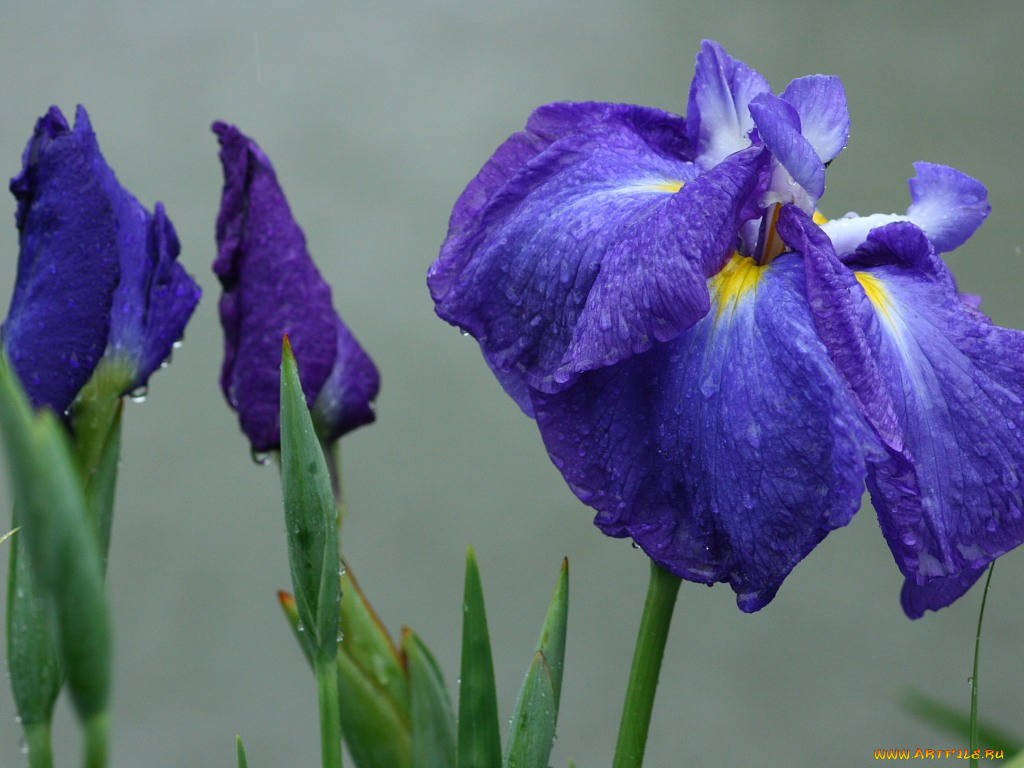 цветы, ирисы