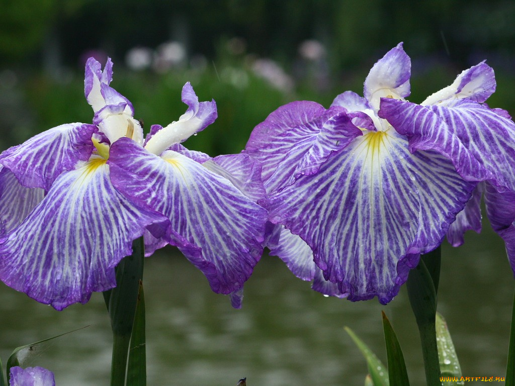 цветы, ирисы